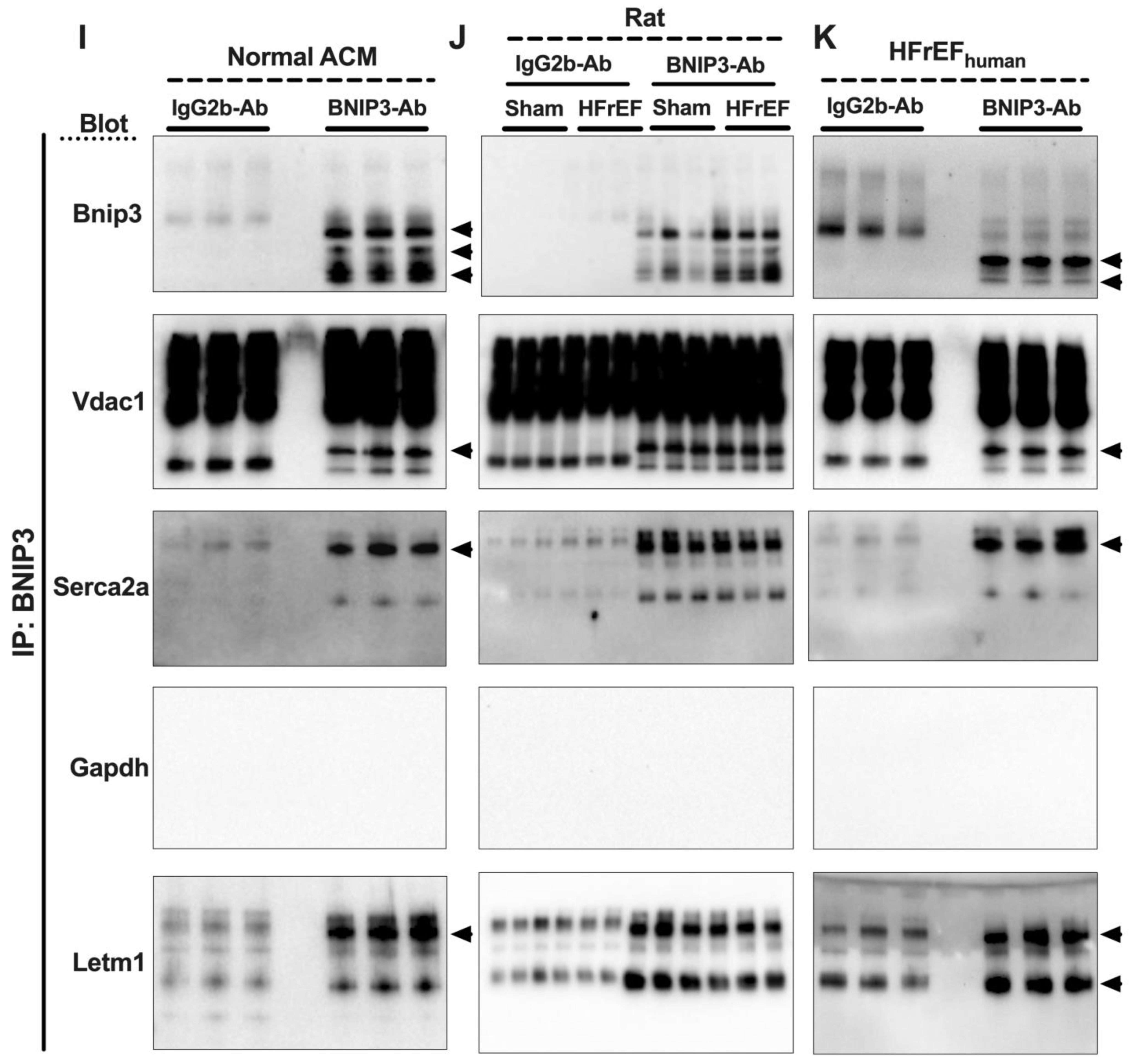 Cells 11 01572 g007c Cells 11 01572 g007c