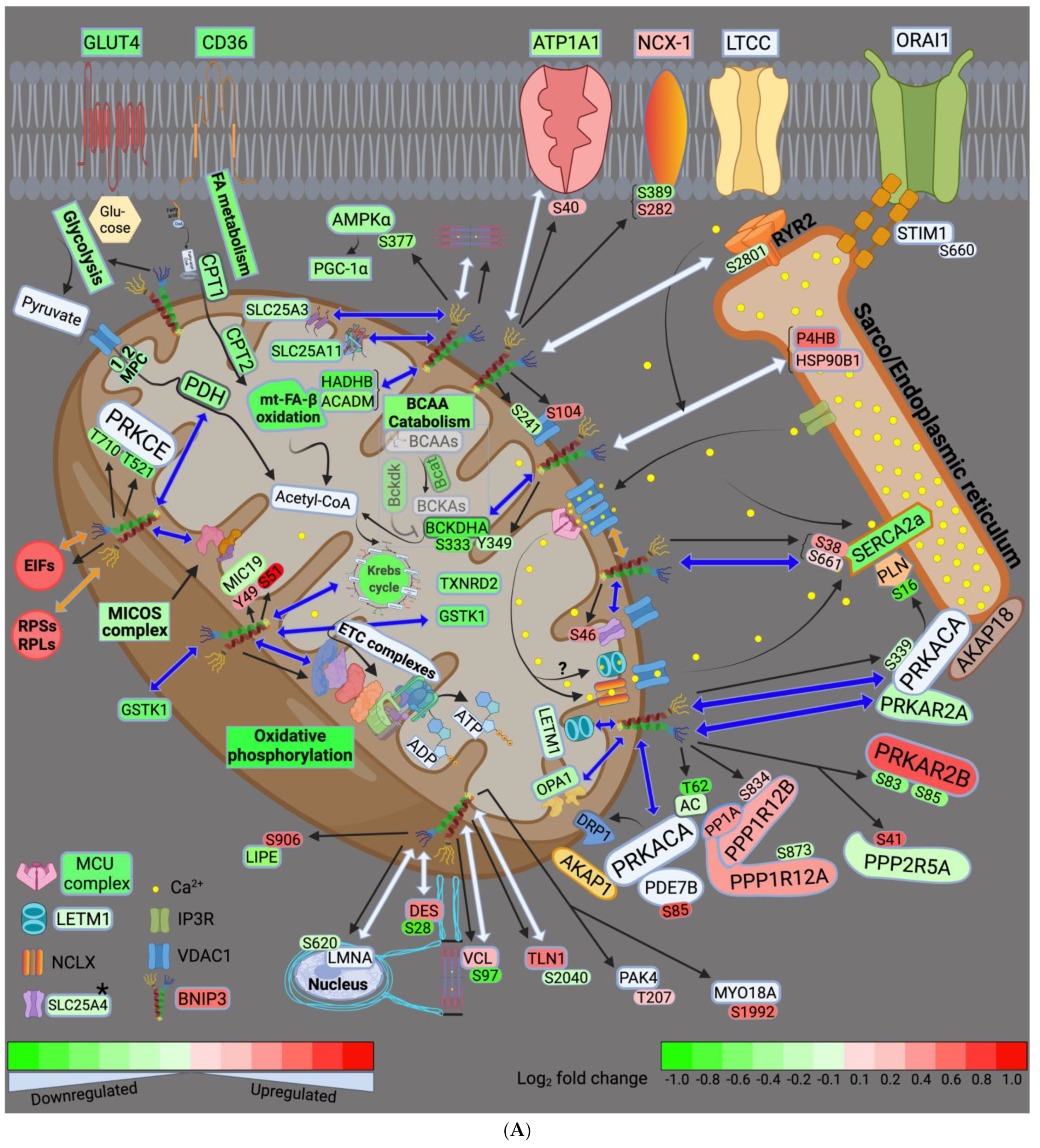 Cells 11 01572 g008a Cells 11 01572 g008a