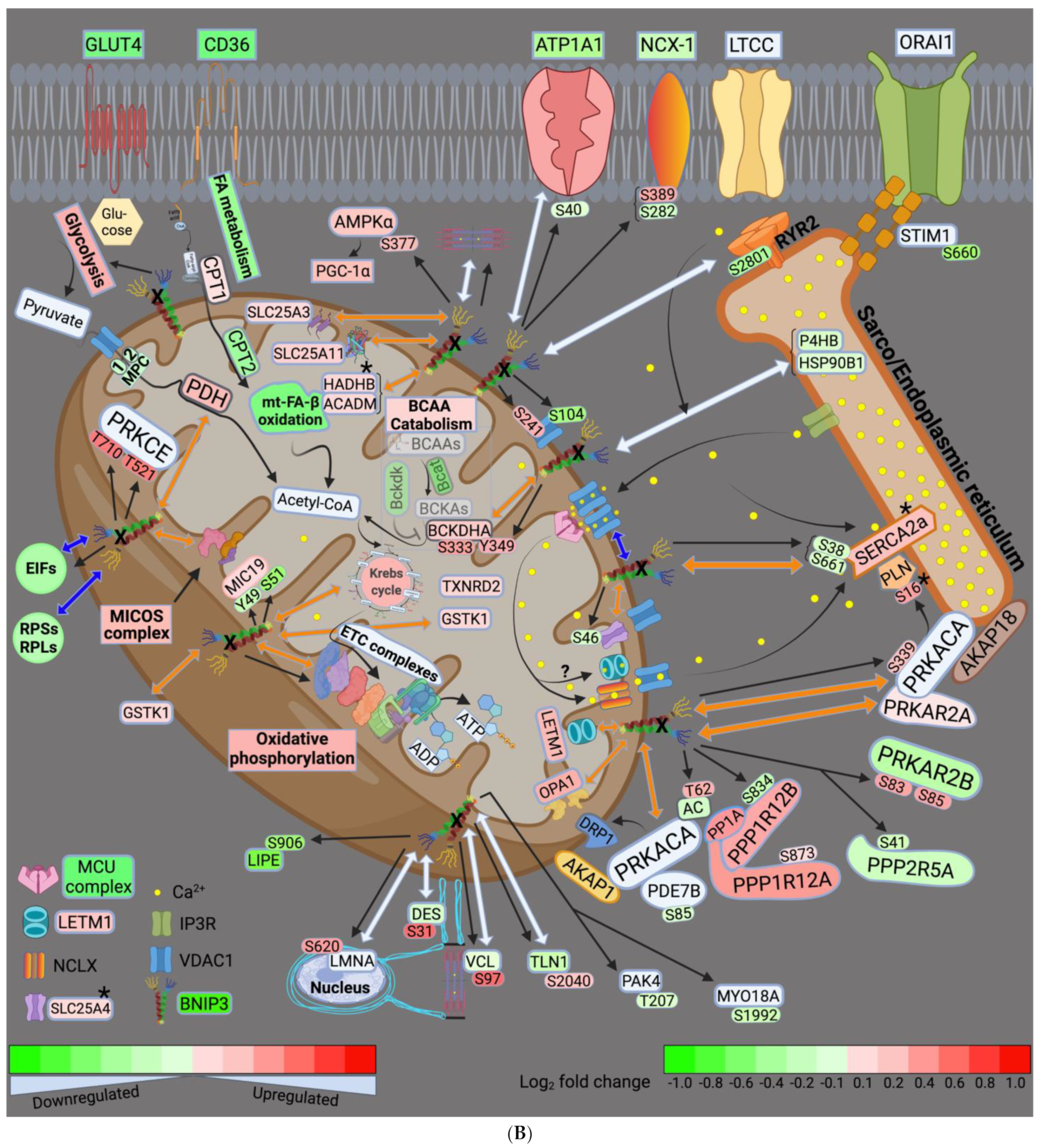 Cells 11 01572 g008b Cells 11 01572 g008b
