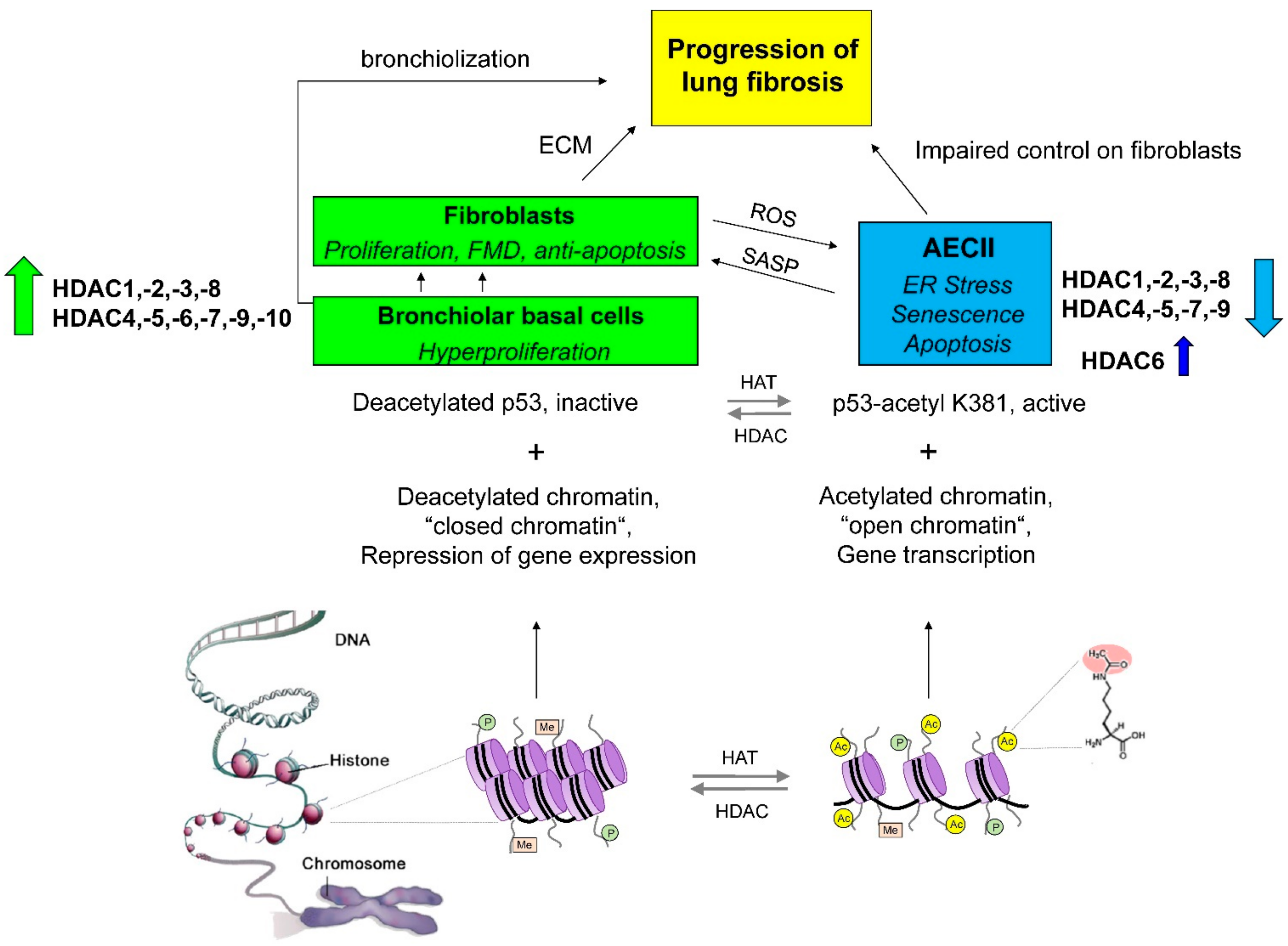 Cells 11 01626 g001 Cells 11 01626 g001