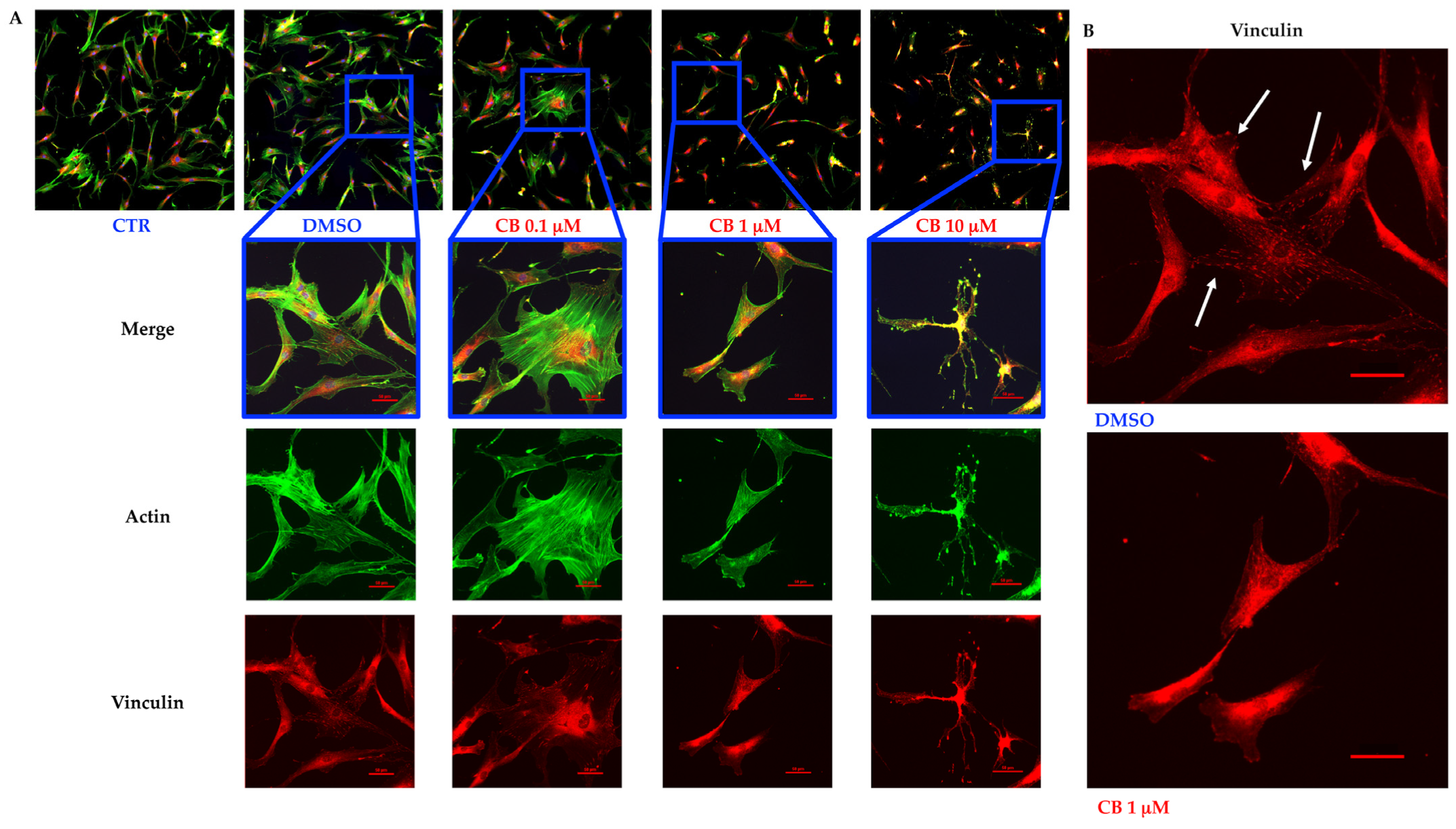 Cells 11 01629 g006 Cells 11 01629 g006