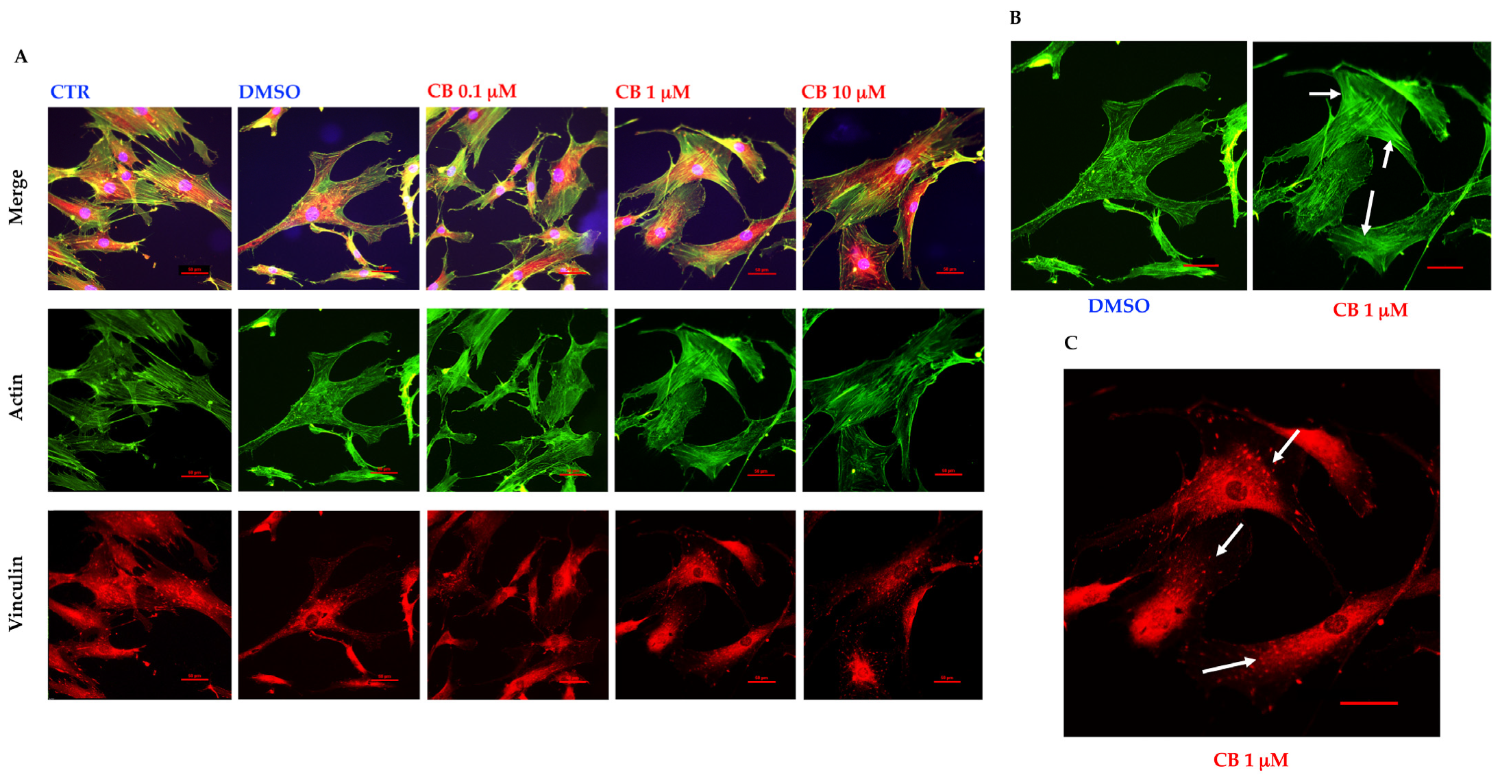 Cells 11 01629 g007 Cells 11 01629 g007