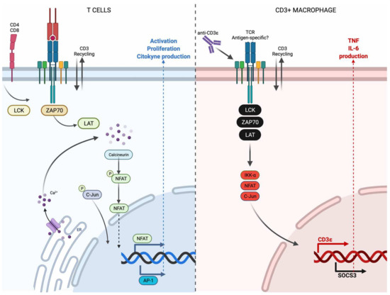 Cells 11 01635 g006 550