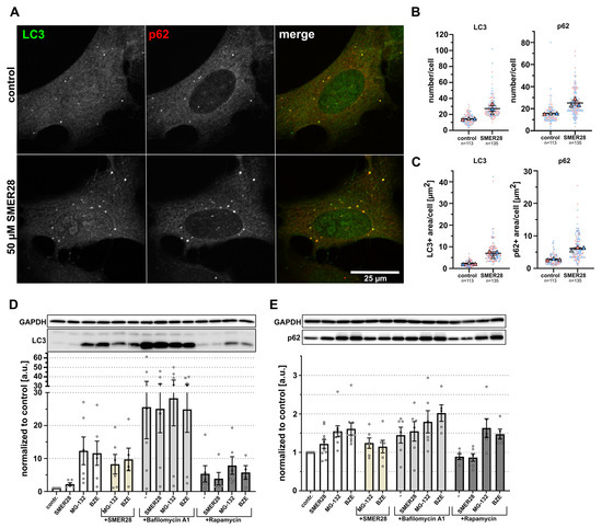 Cells 11 01648 g001