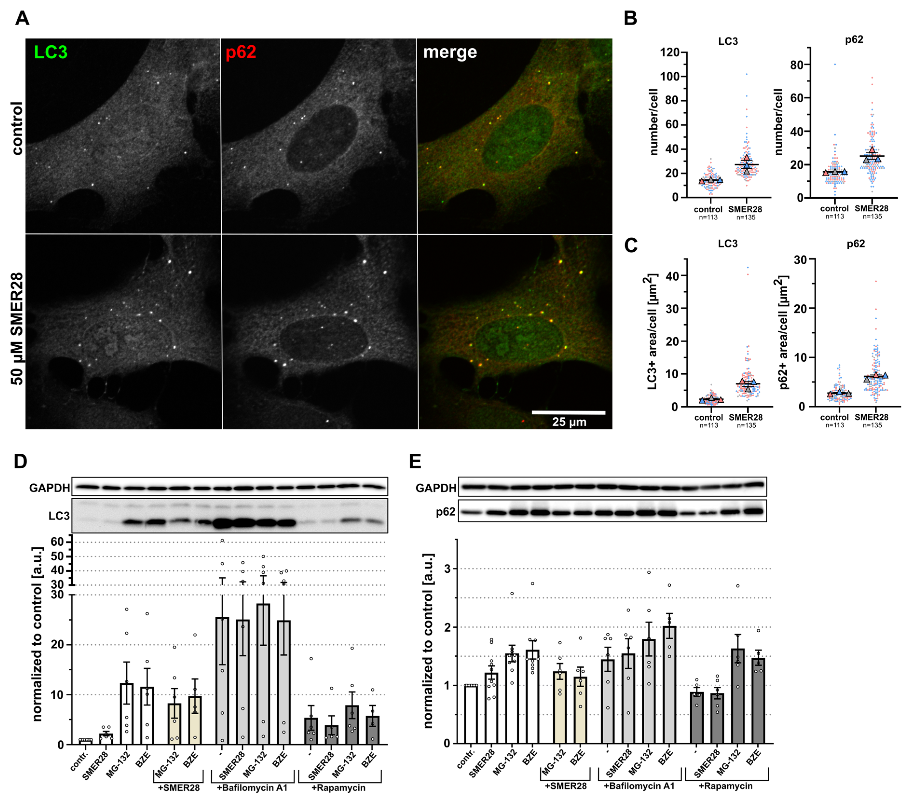 Cells 11 01648 g001 Cells 11 01648 g001