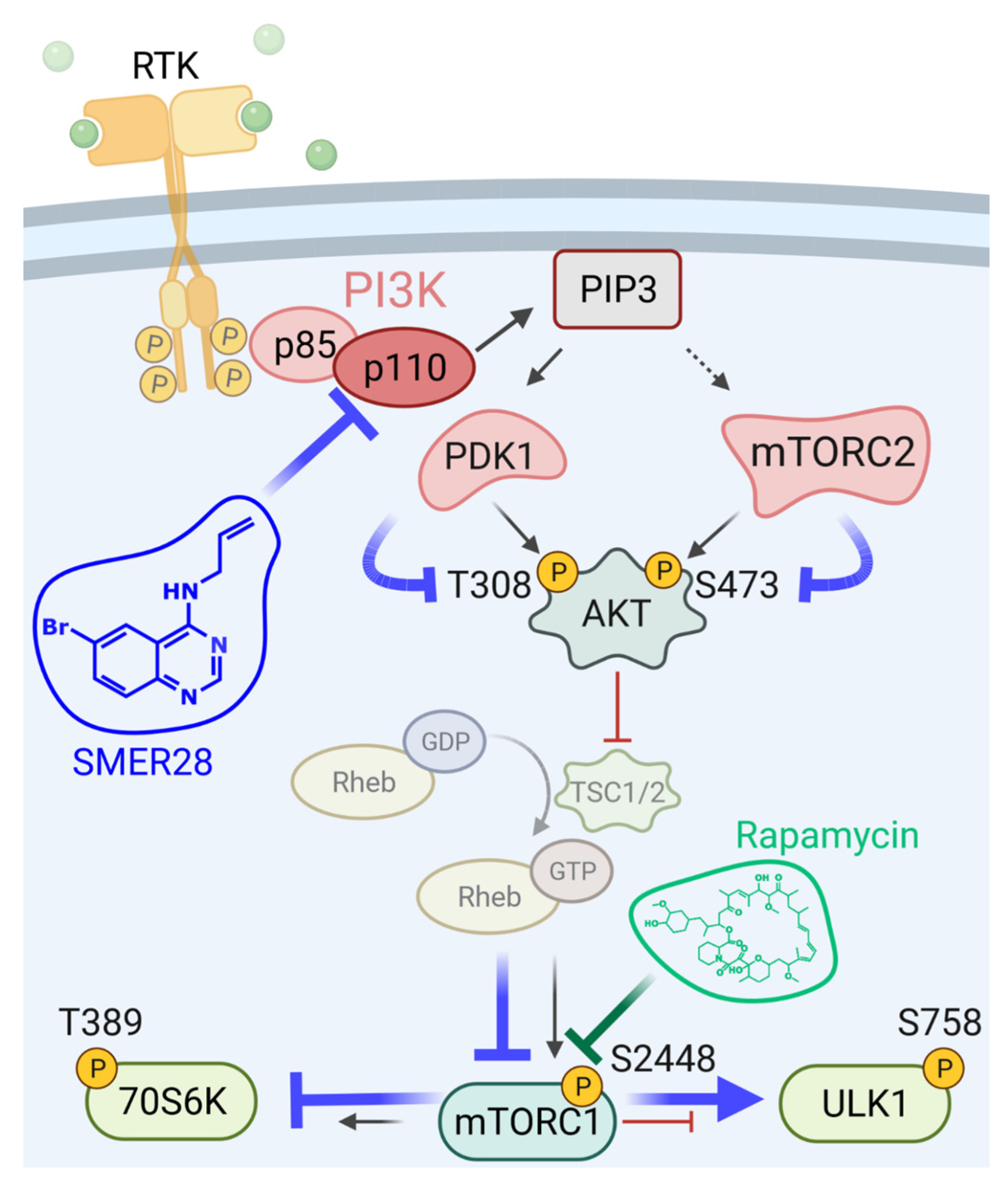 Cells 11 01648 g008 Cells 11 01648 g008