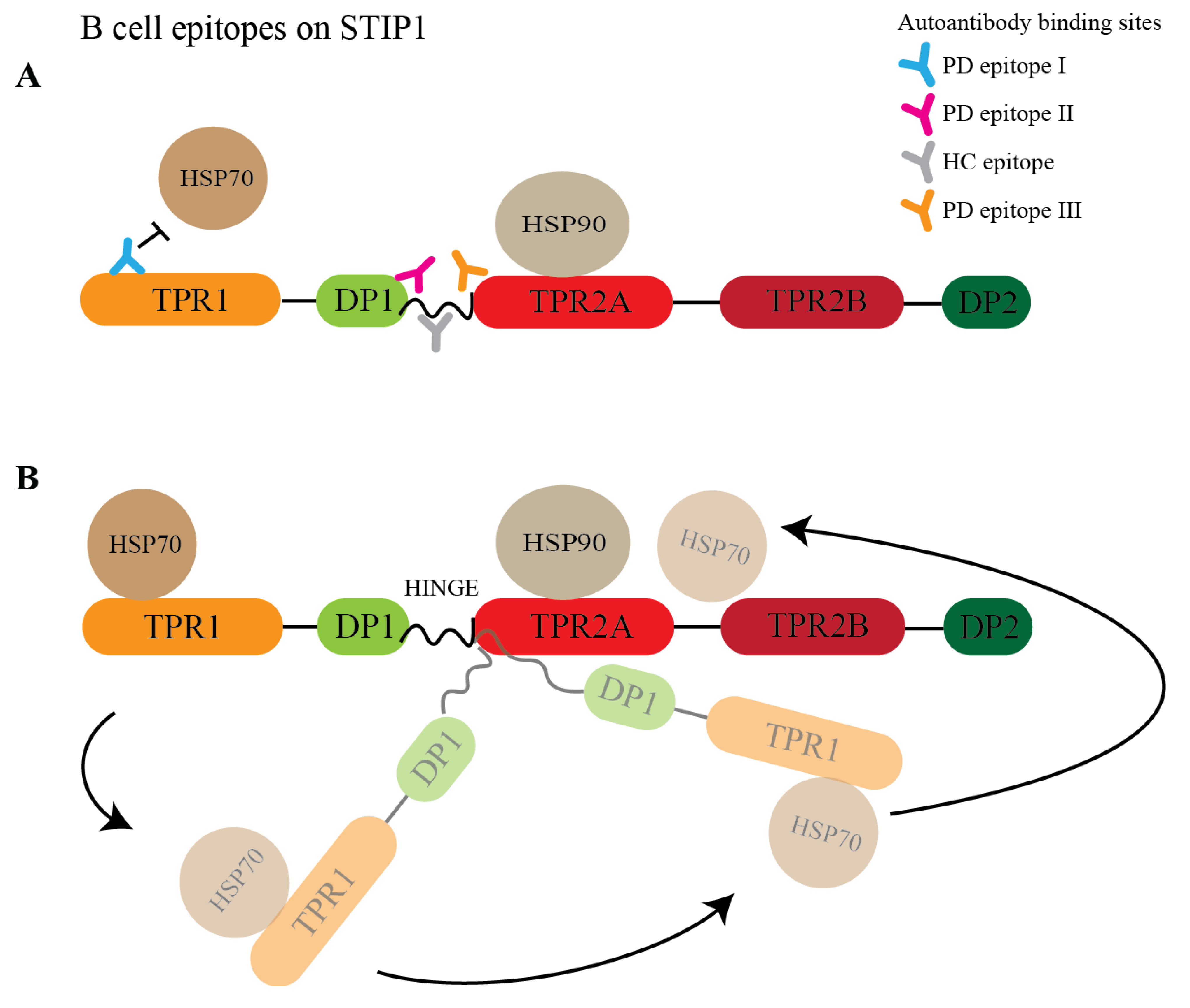 Cells 11 01649 g006 Cells 11 01649 g006