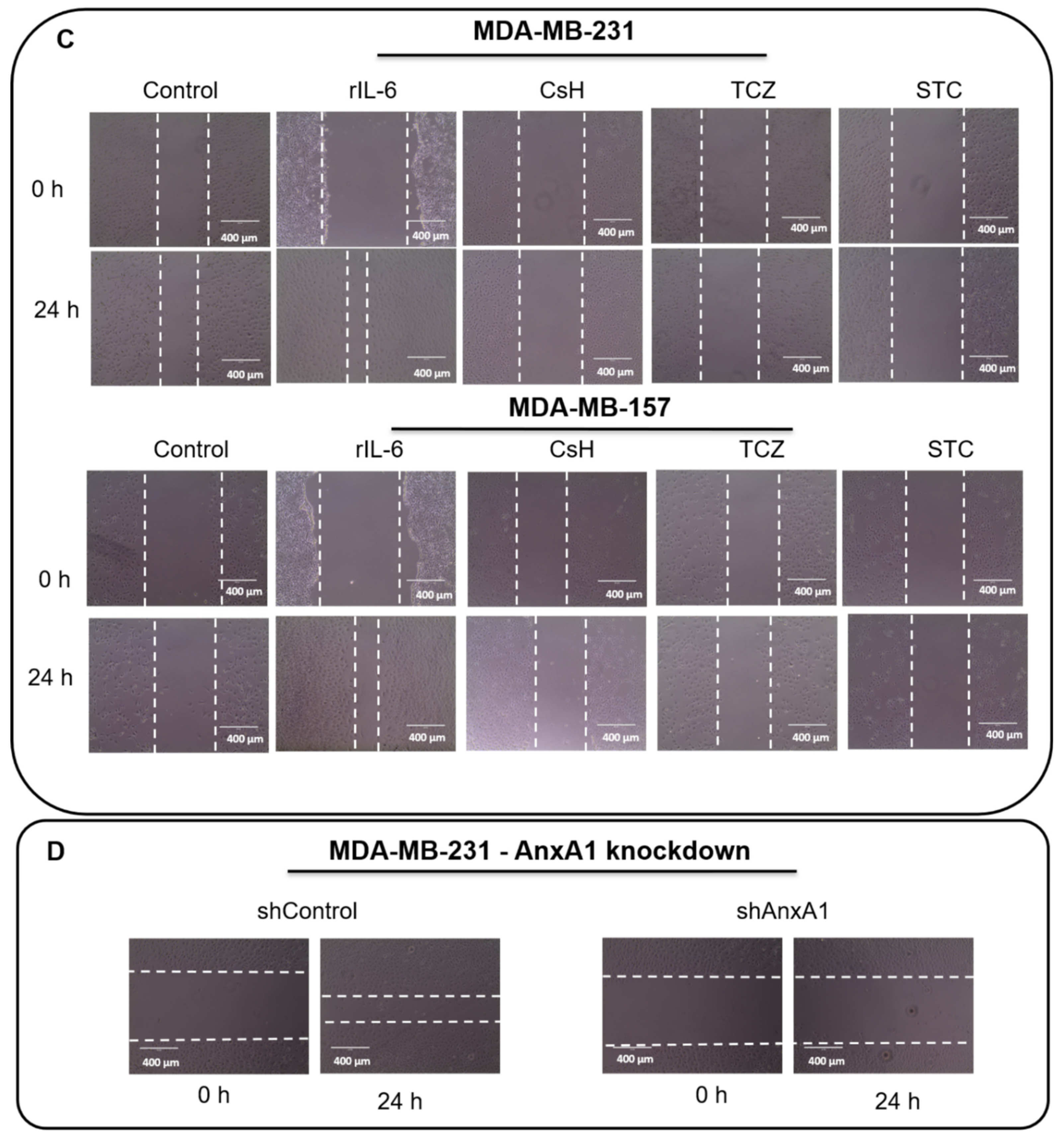 Cells 11 01705 g007b
