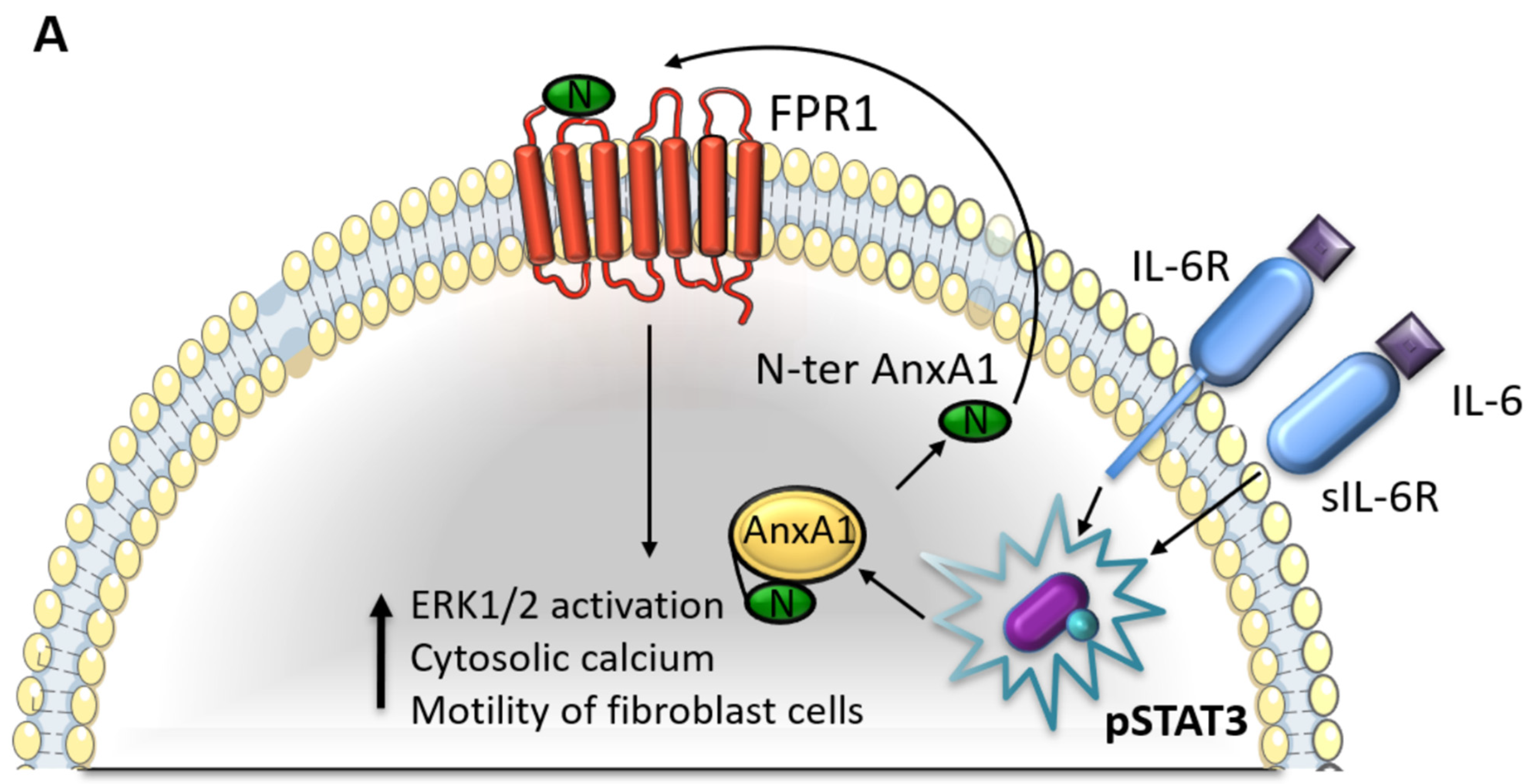 Cells 11 01705 g008a