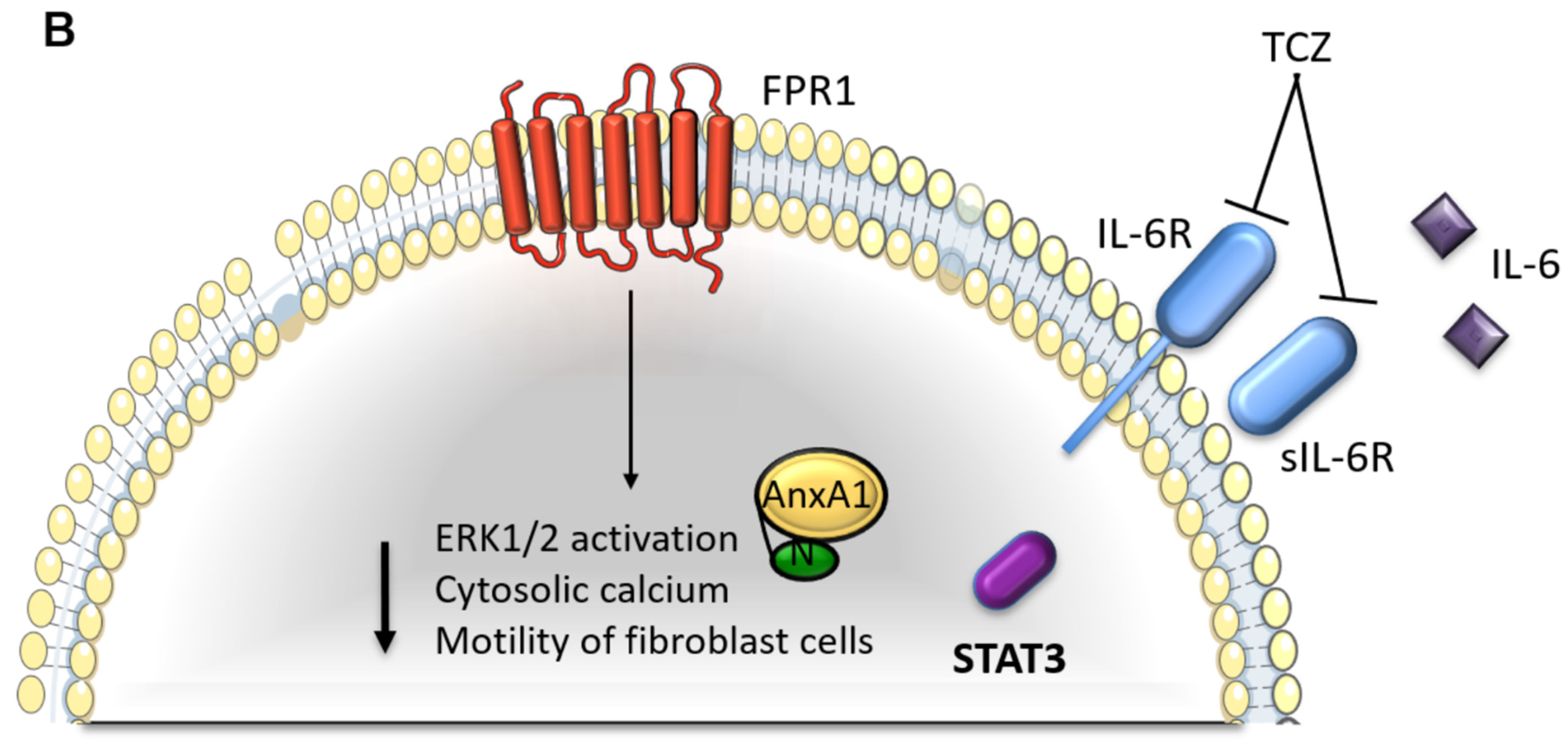 Cells 11 01705 g008b