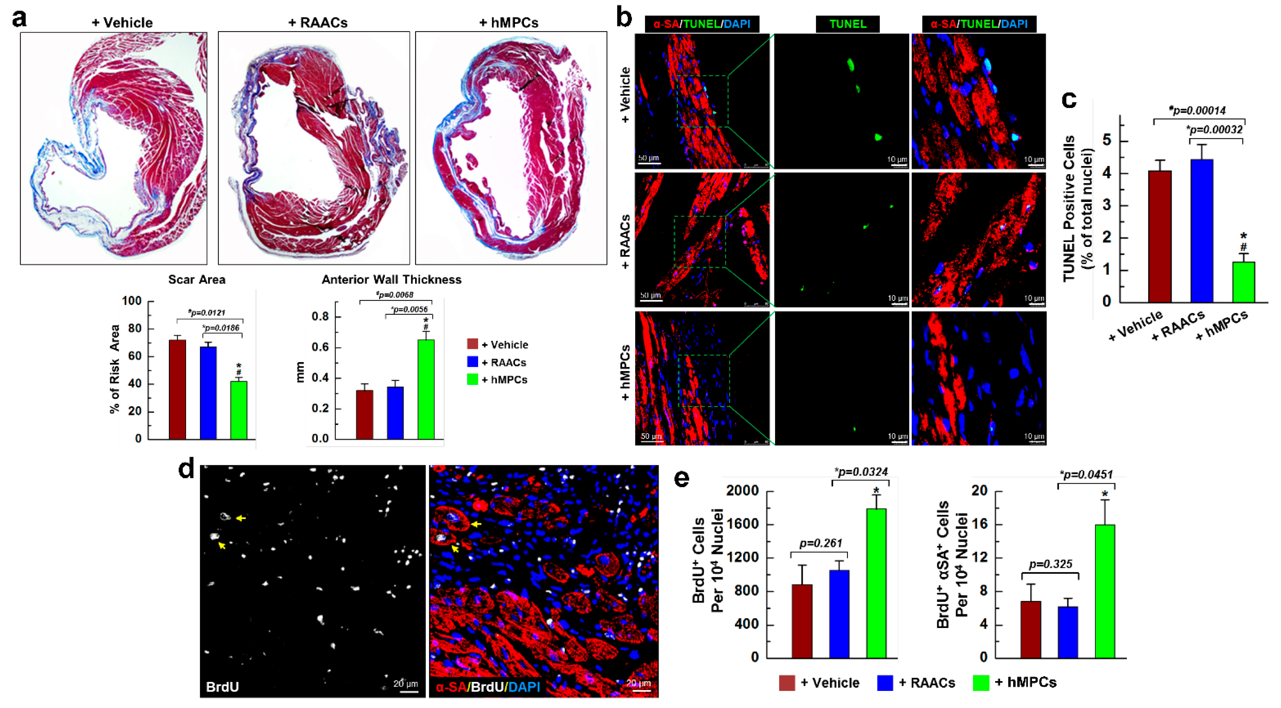 Cells 11 01713 g005 Cells 11 01713 g005