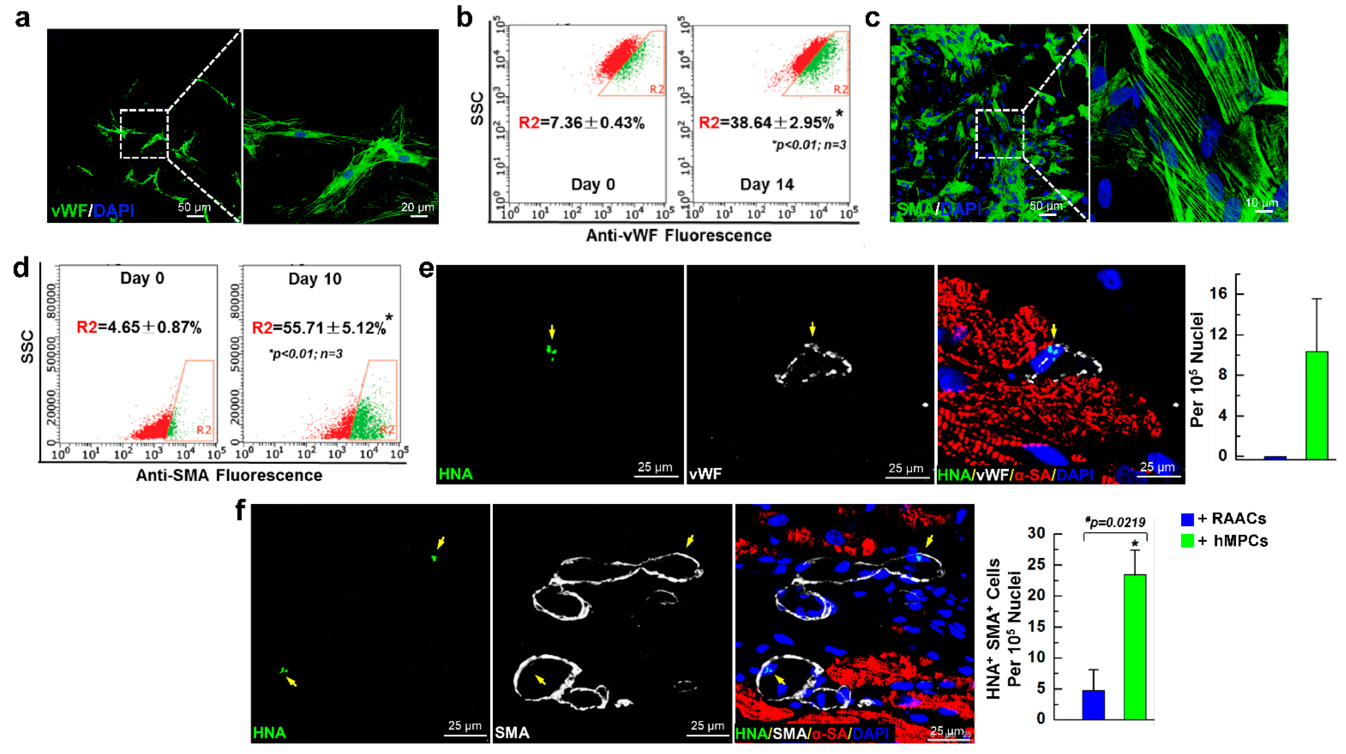 Cells 11 01713 g006 Cells 11 01713 g006