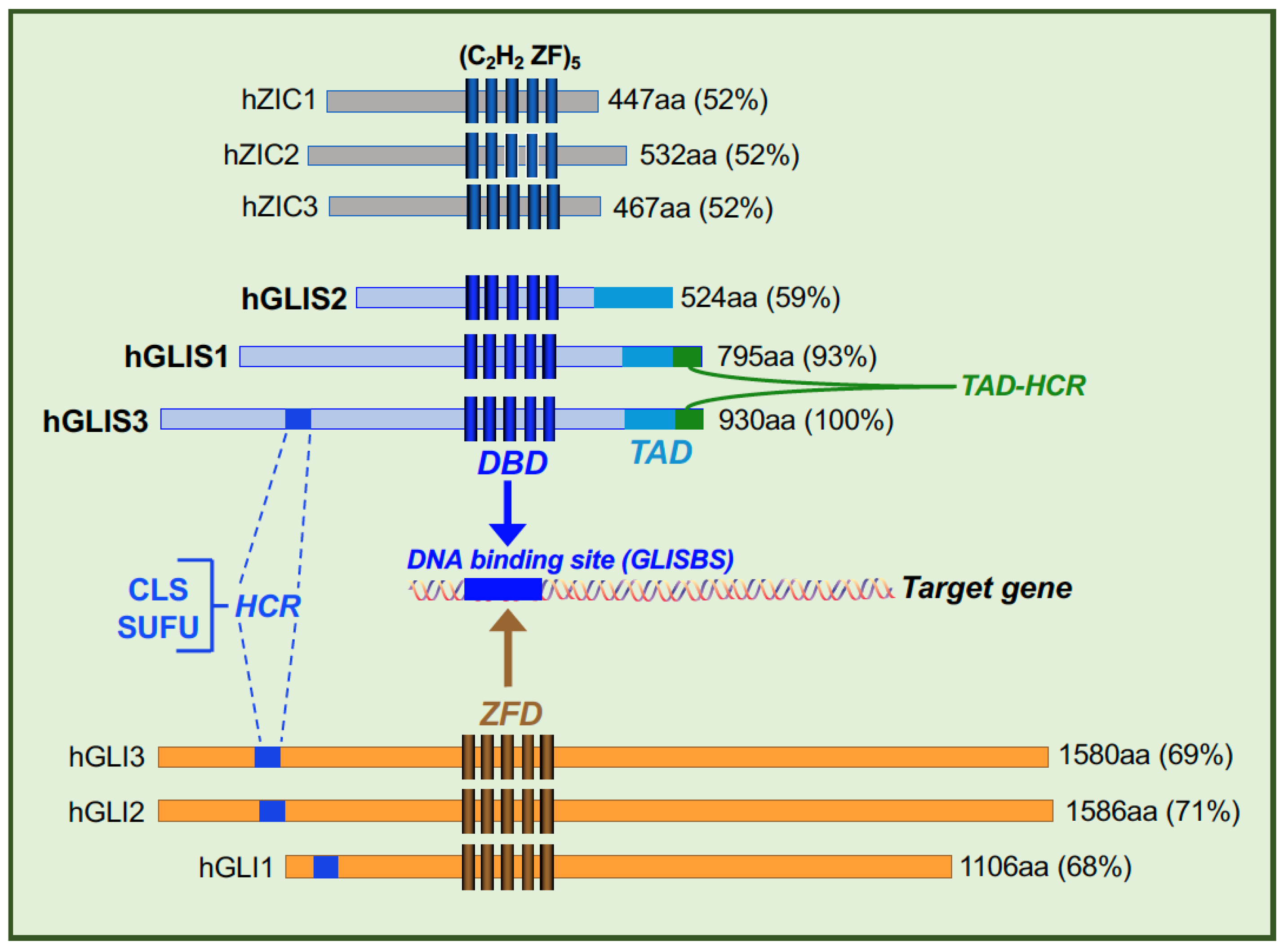 Cells 11 01833 g001 Cells 11 01833 g001