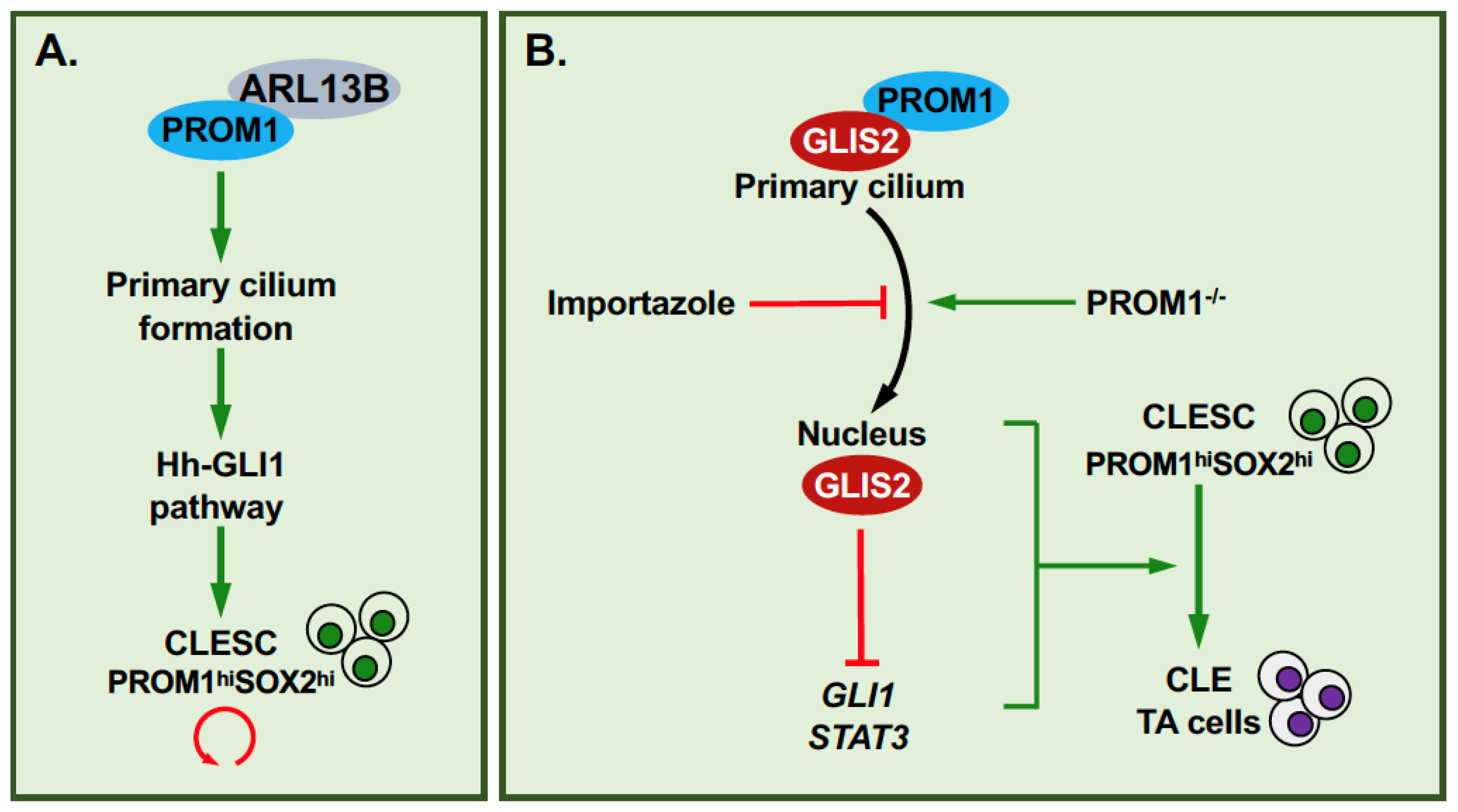 Cells 11 01833 g003 Cells 11 01833 g003