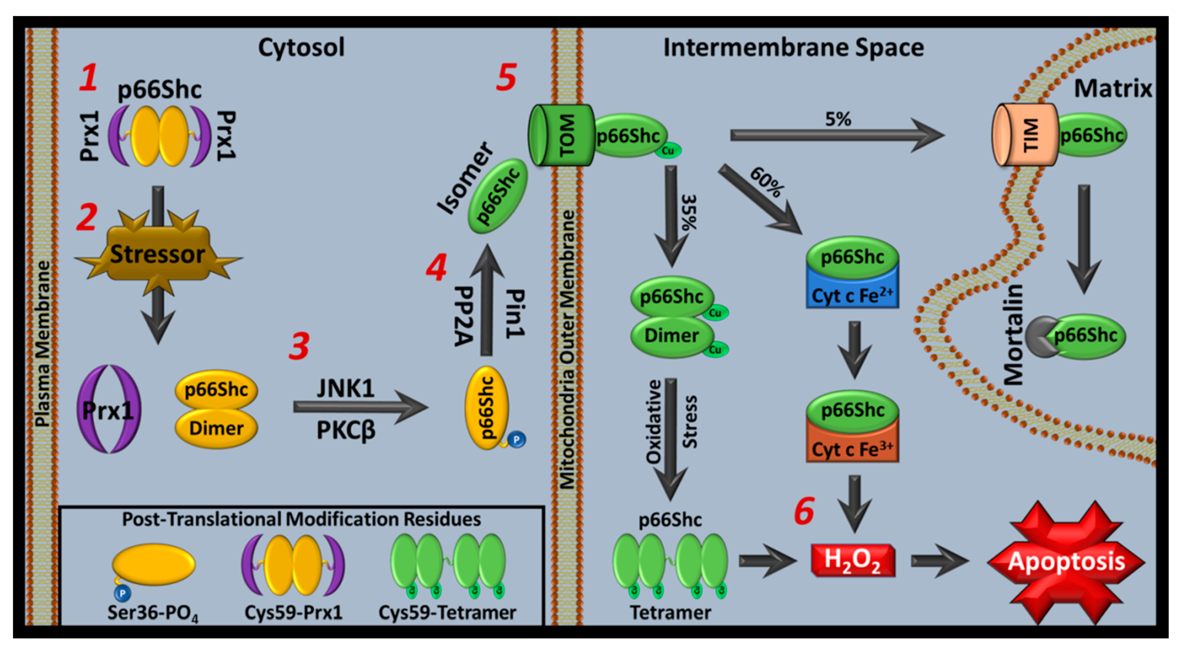 Cells 11 01855 g003 Cells 11 01855 g003