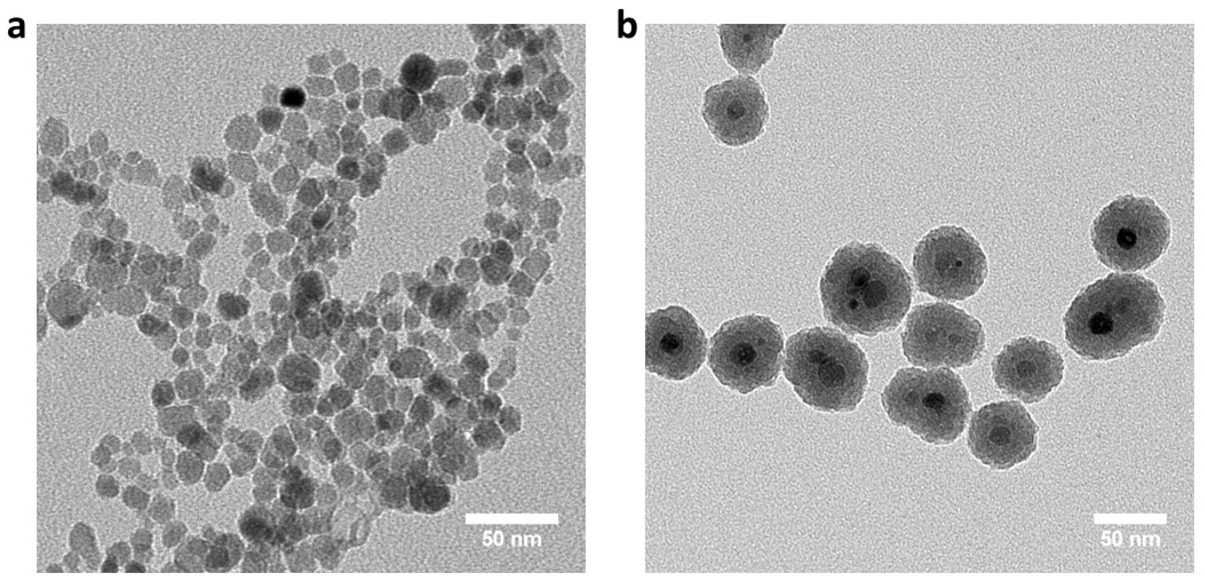 Cells 11 01856 g001