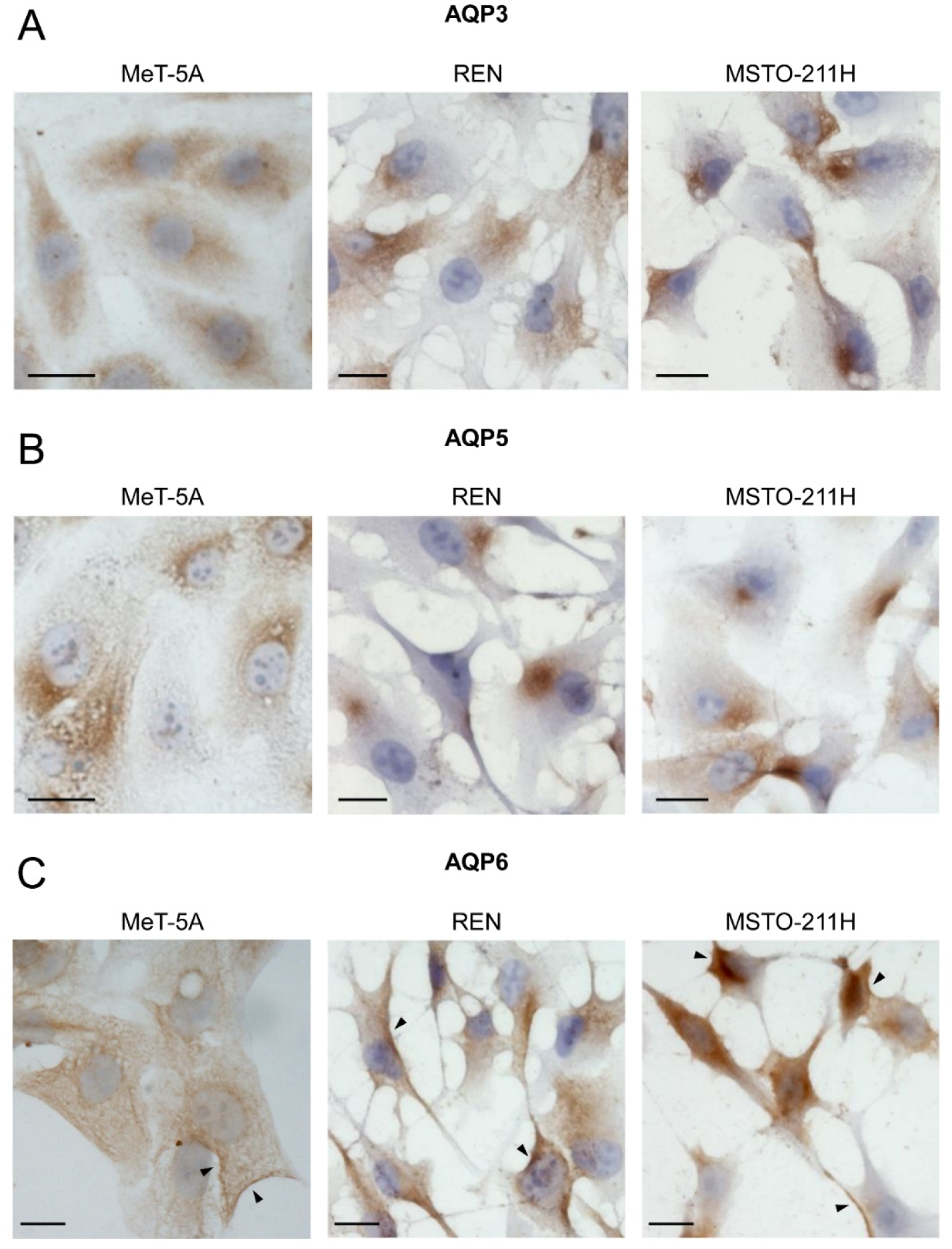 Cells 11 01892 g003 Cells 11 01892 g003
