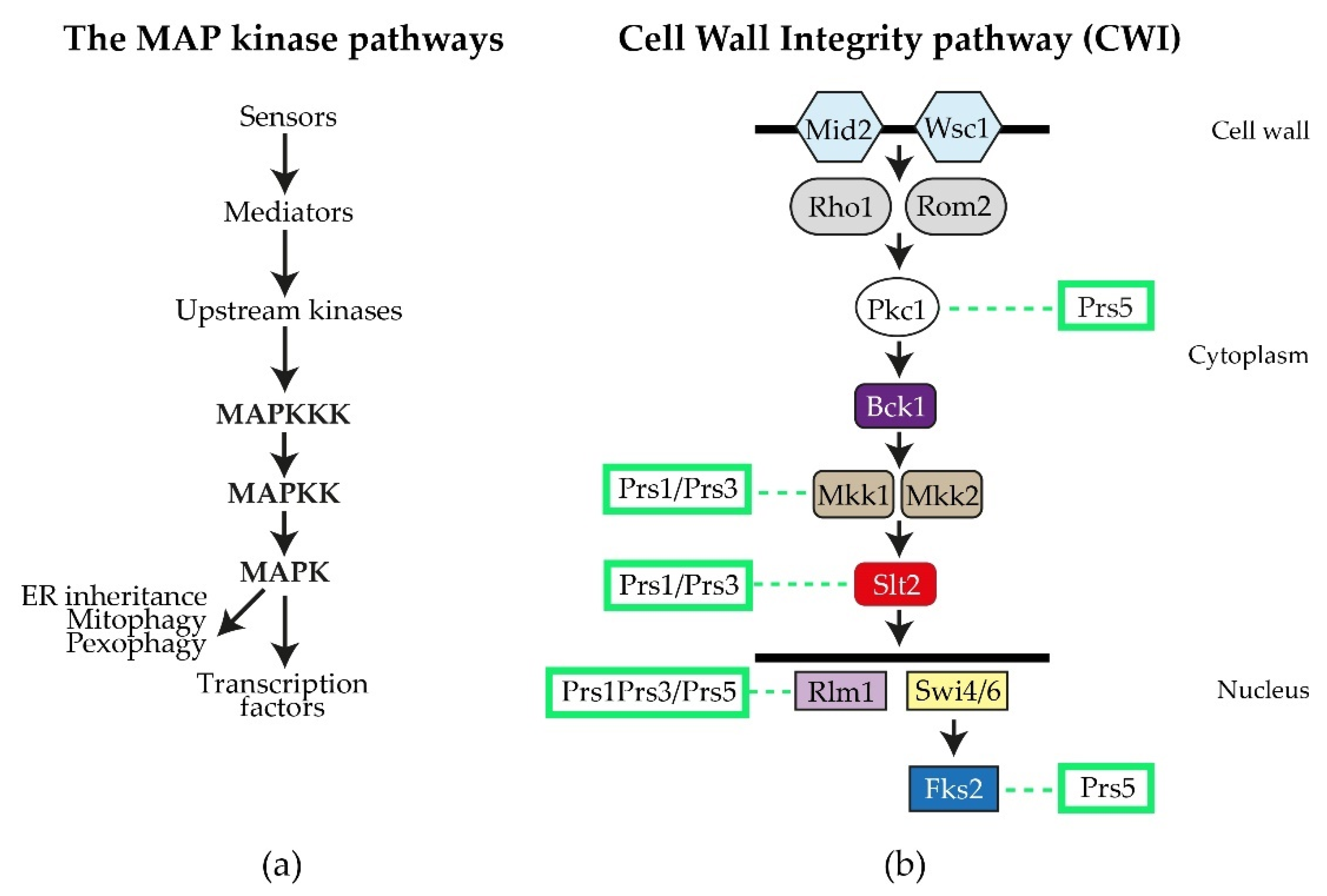 Cells 11 01909 g004