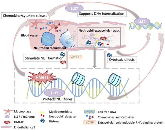Cells 11 01919 g003 550