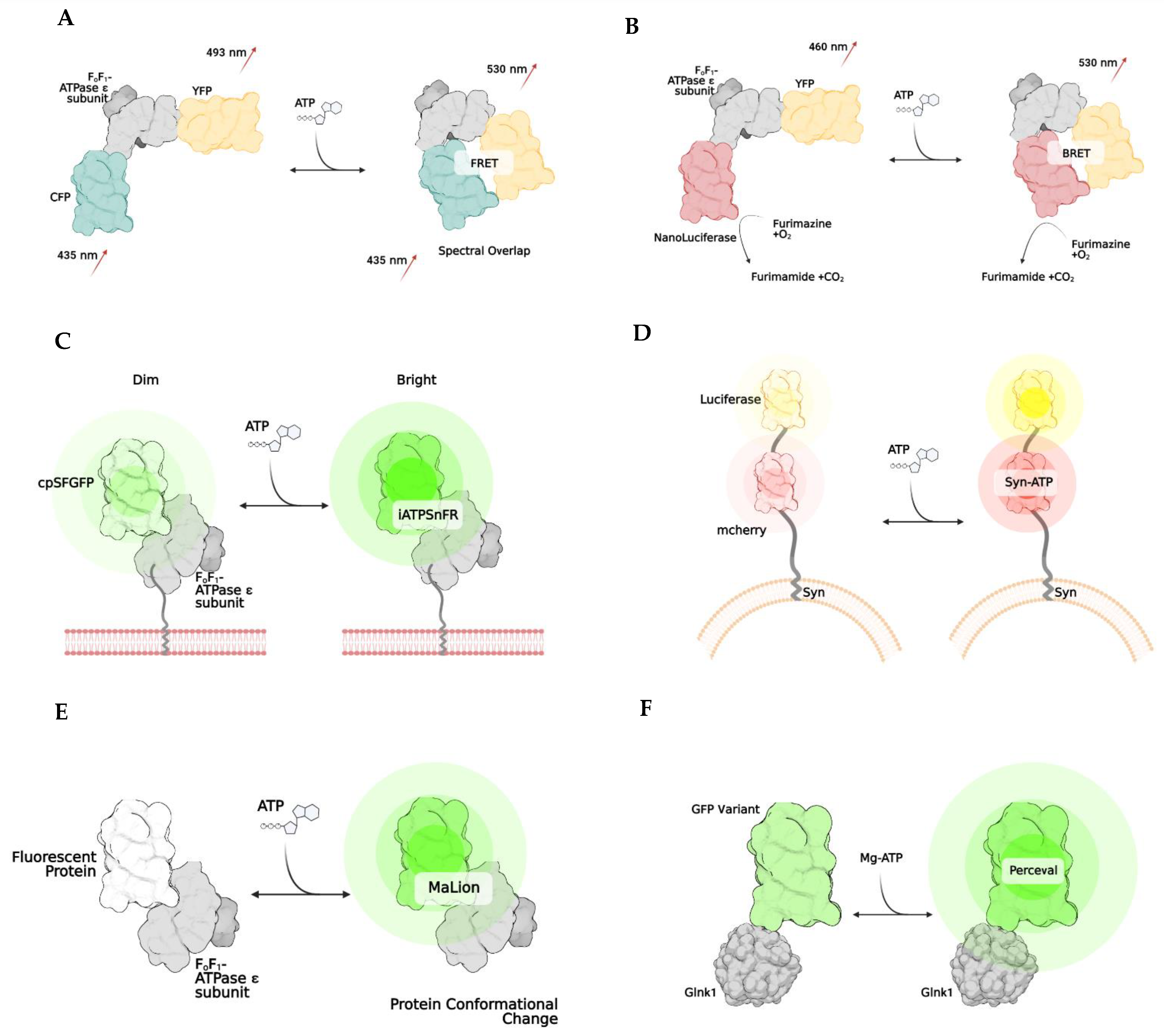 Cells 11 01920 g002 Cells 11 01920 g002