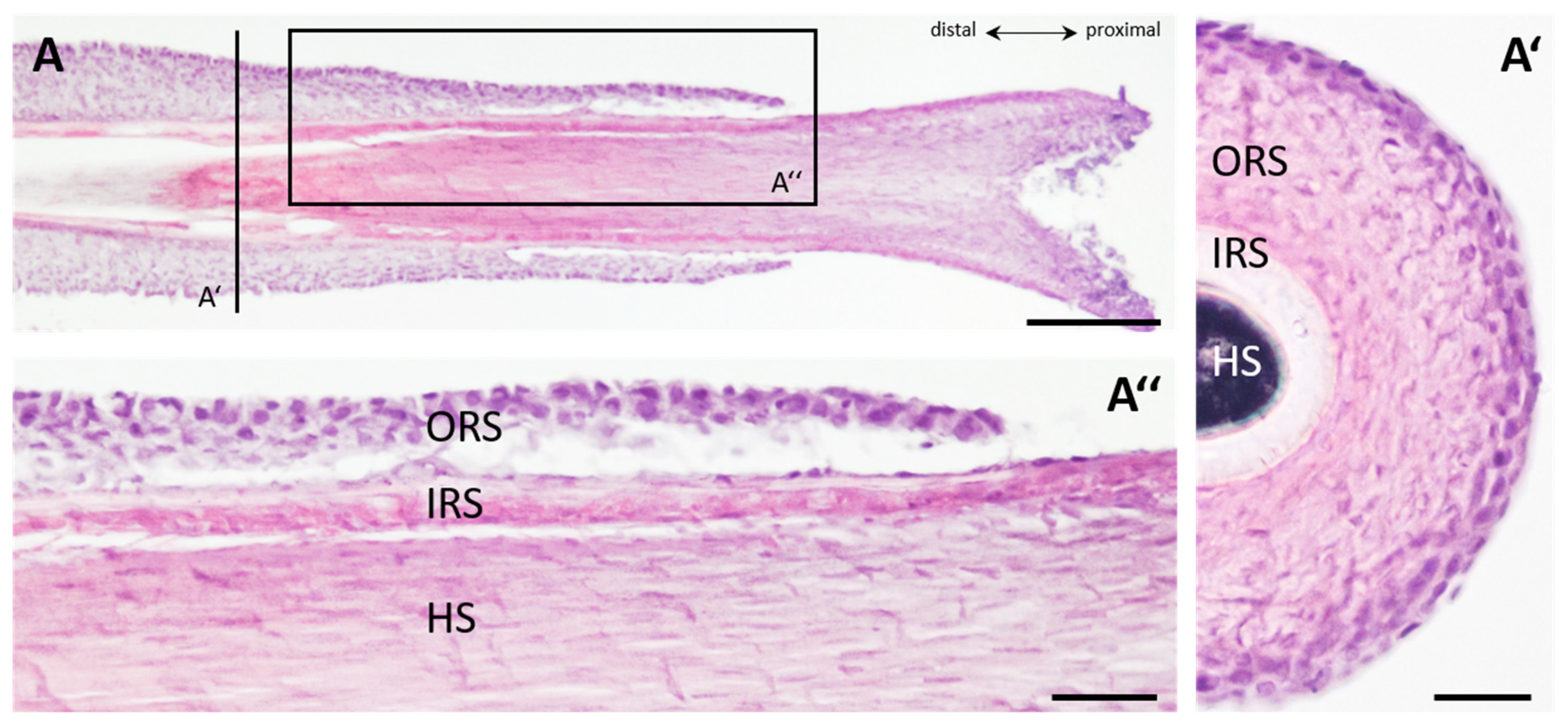 Cells 11 01955 g001a