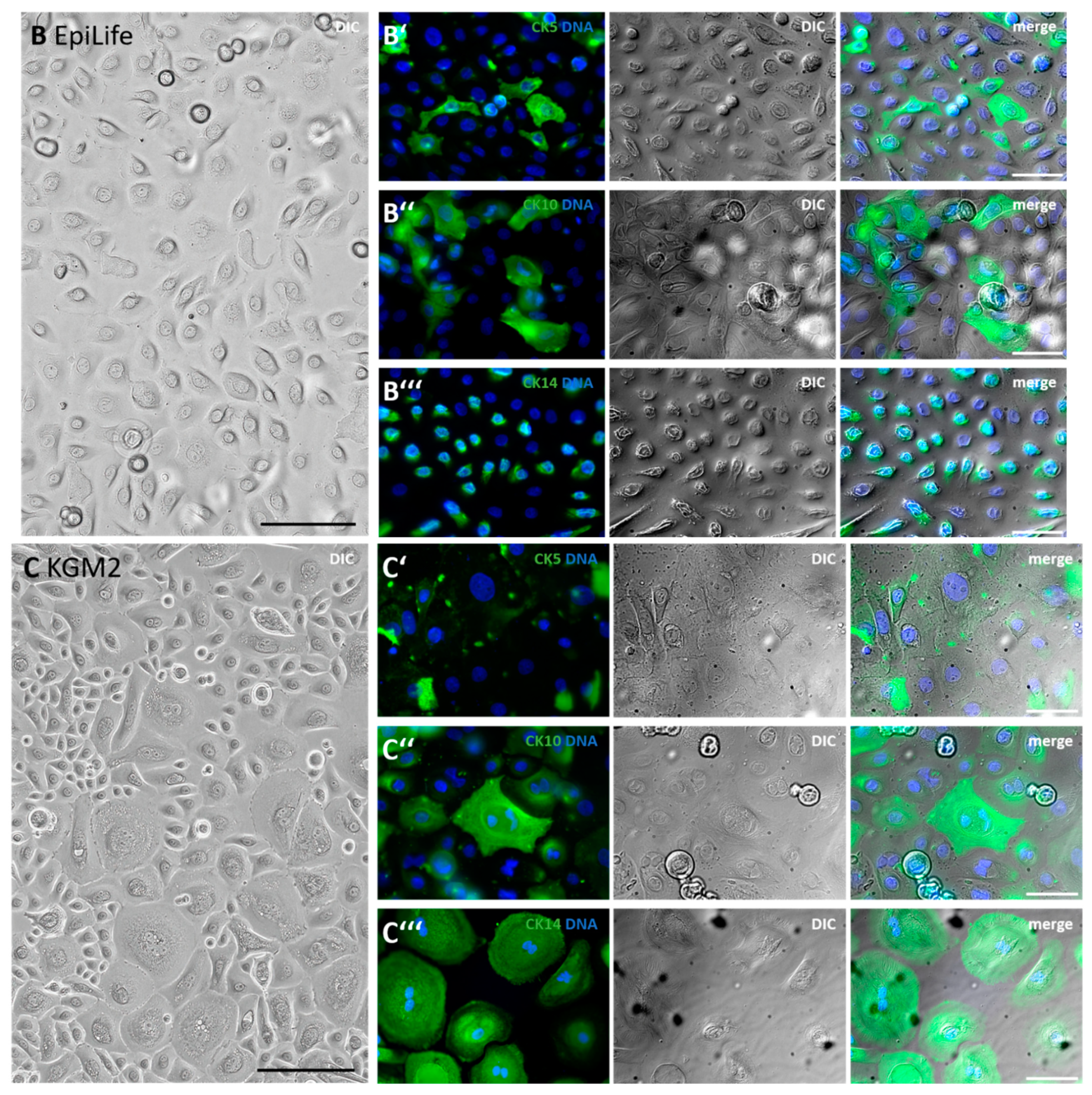 Cells 11 01955 g005b