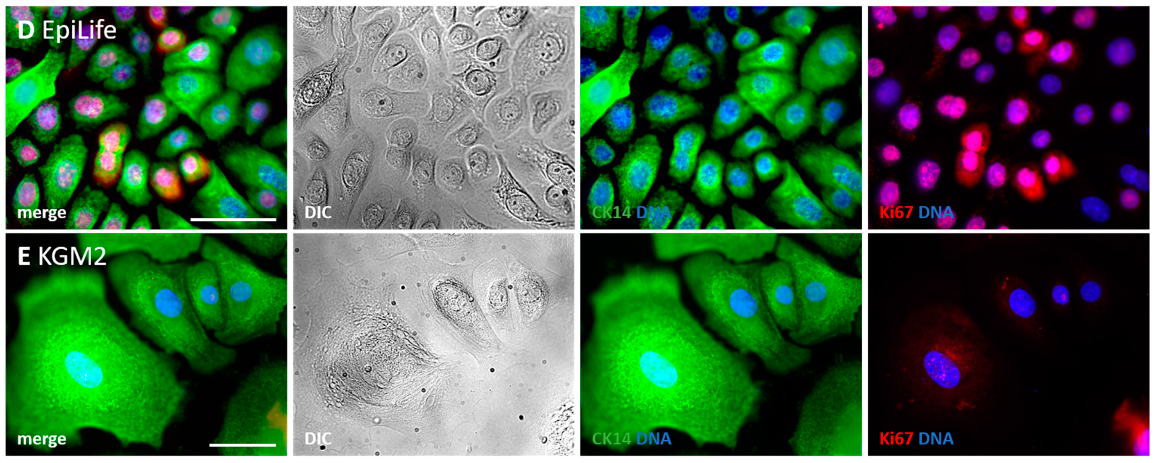 Cells 11 01955 g005c