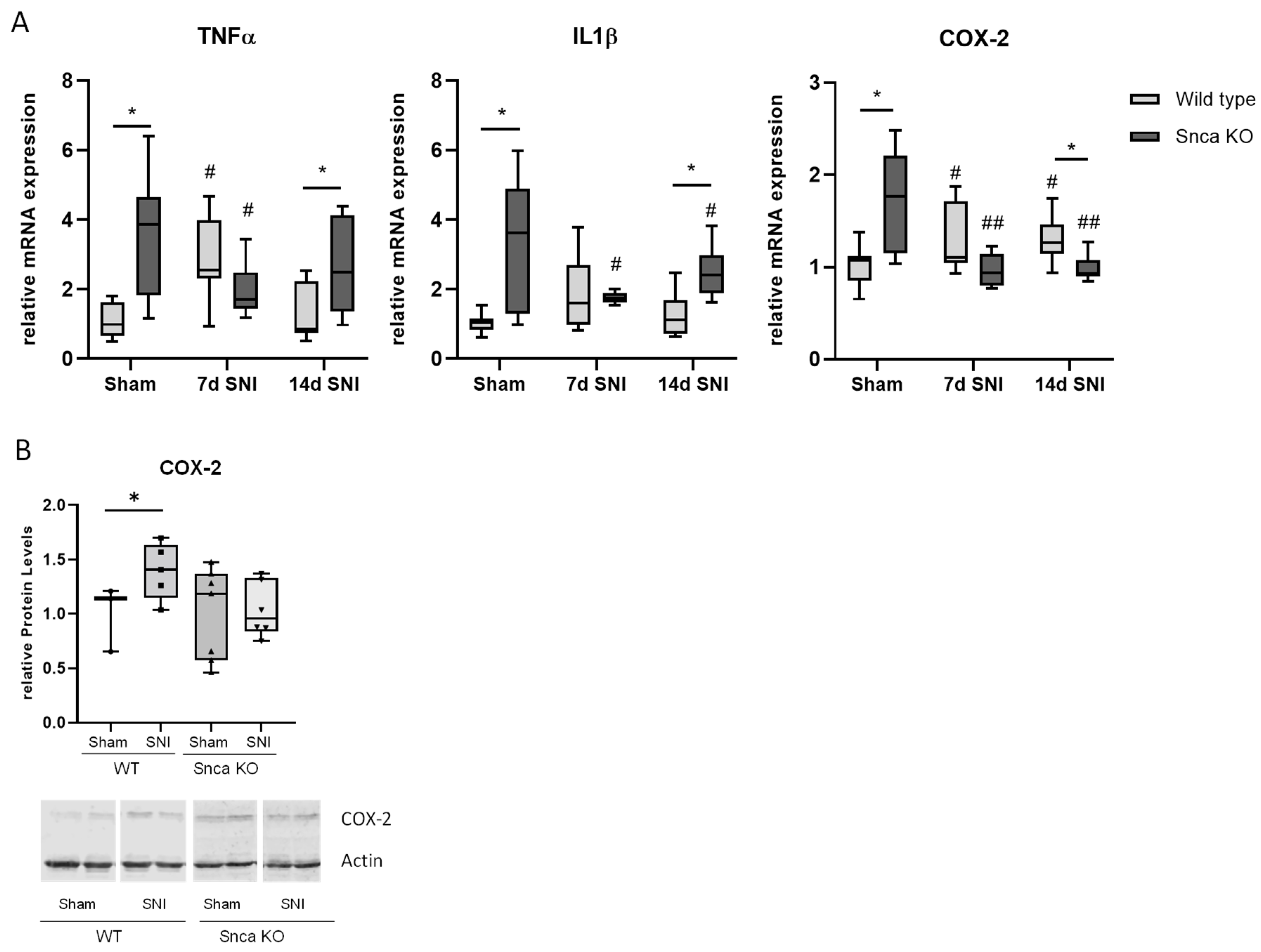 Cells 11 01967 g005a