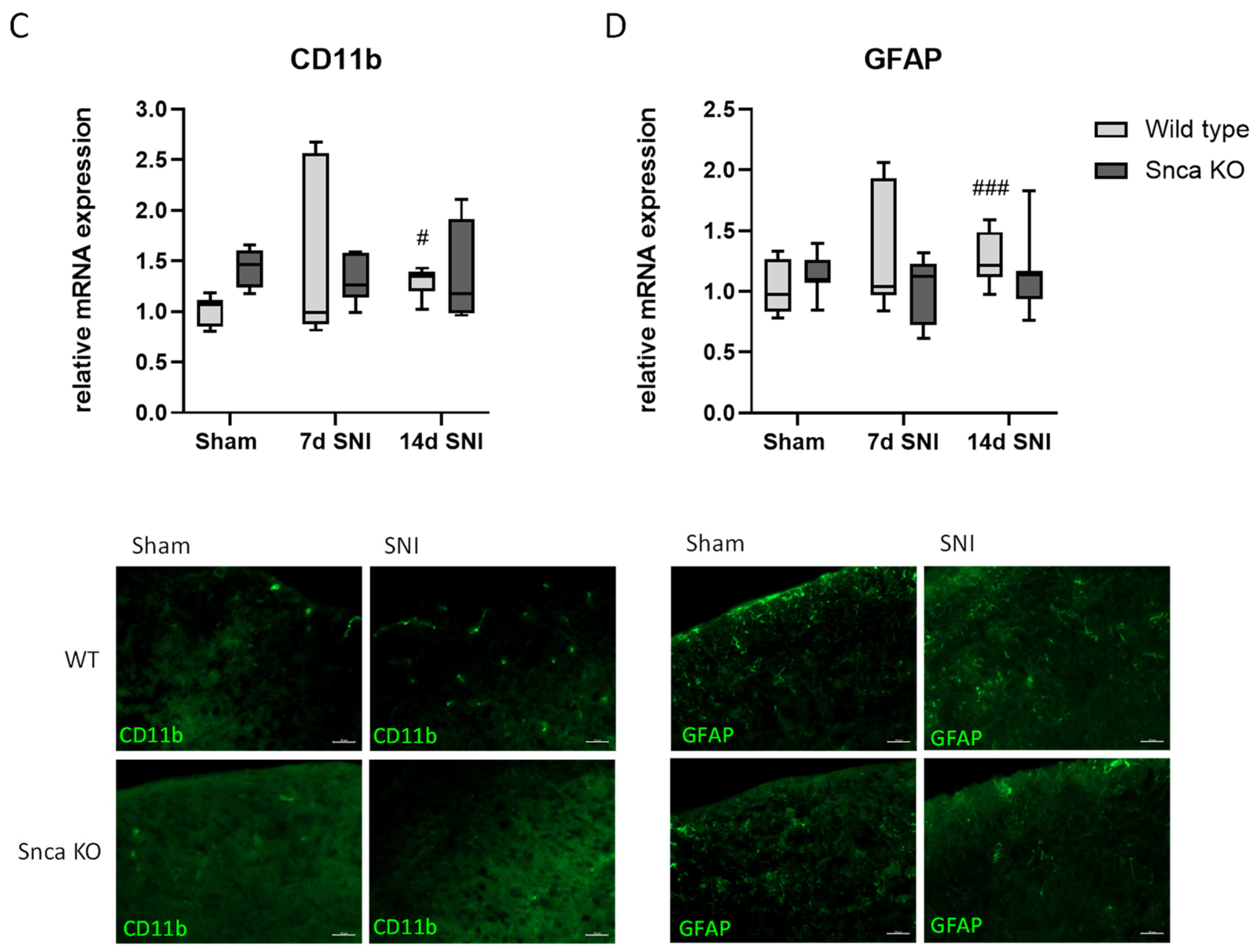 Cells 11 01967 g005b