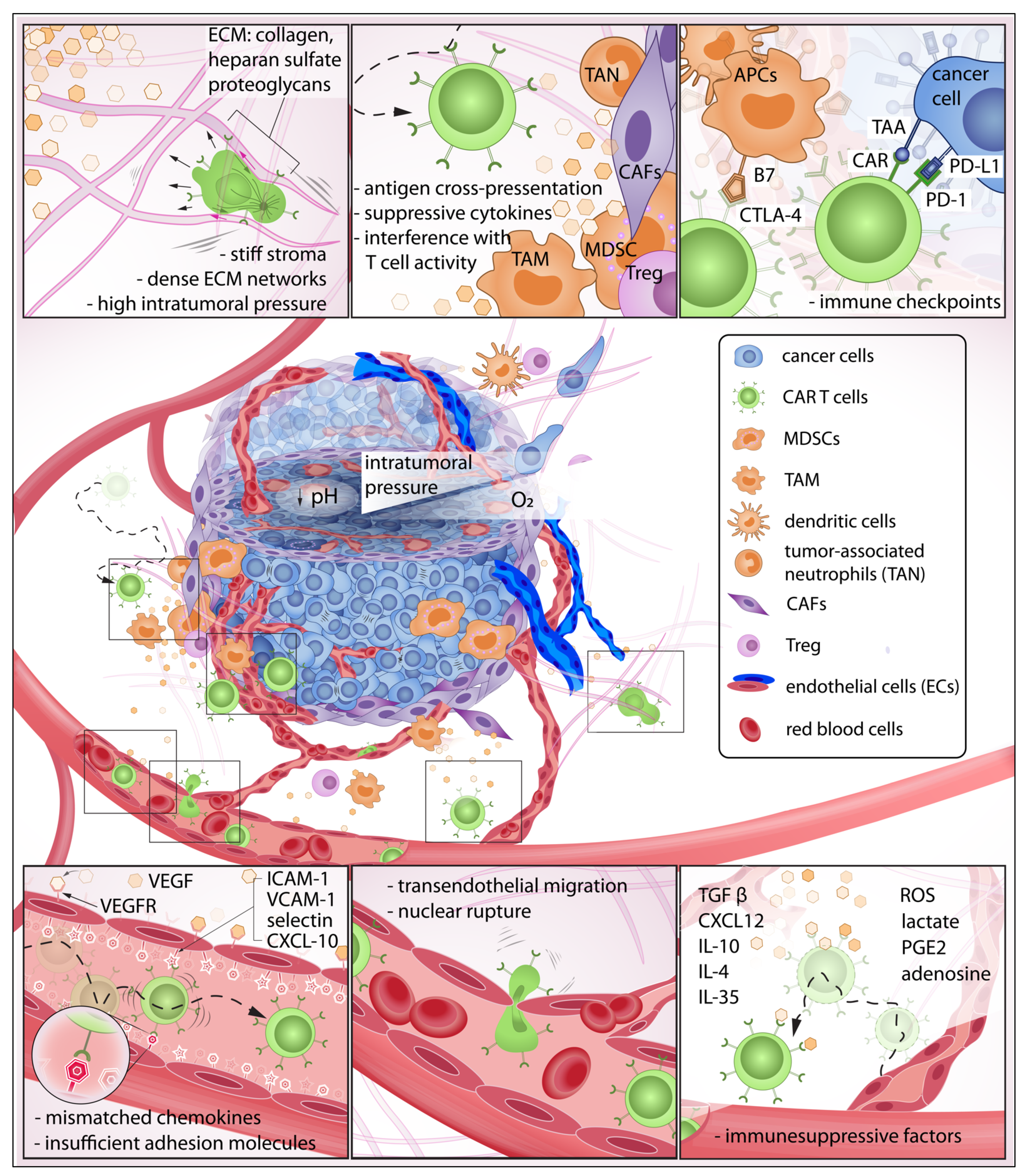 Cells 11 01974 g001