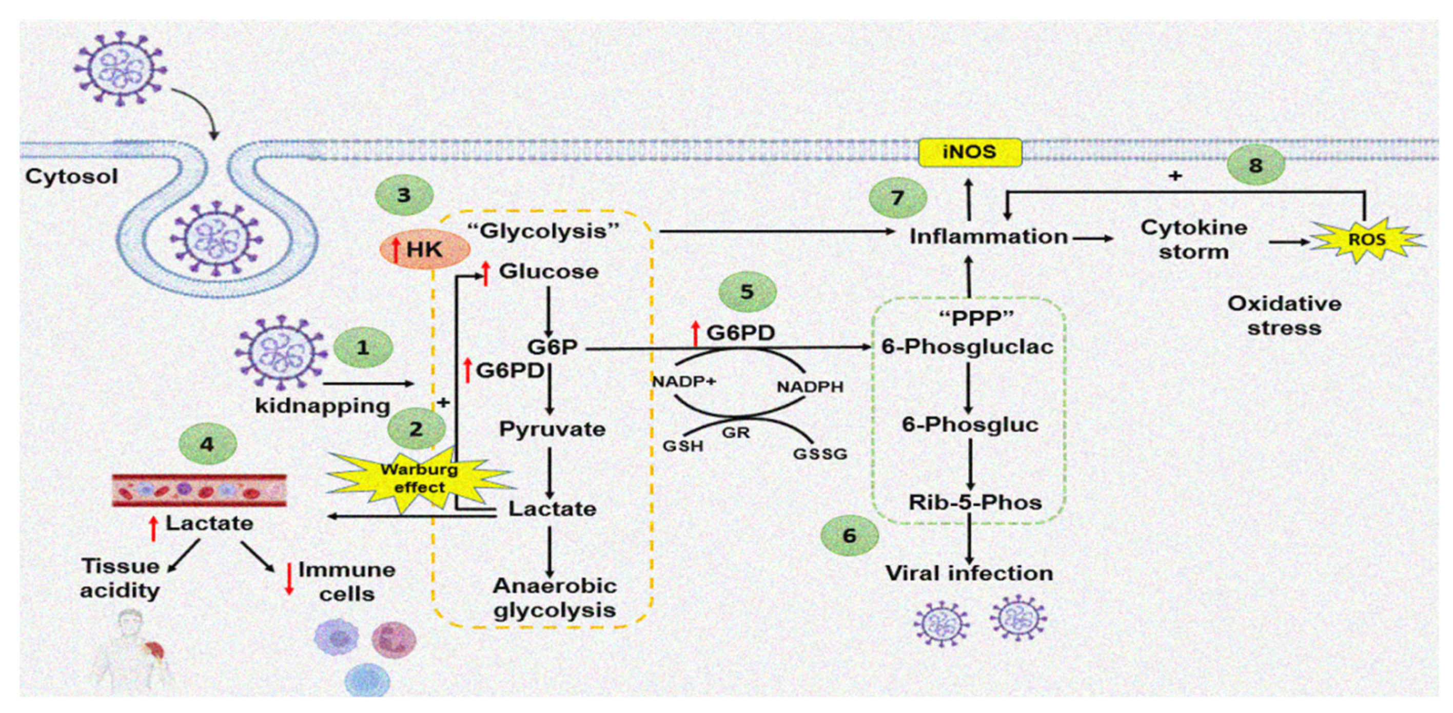 Cells 11 01982 g002 Cells 11 01982 g002