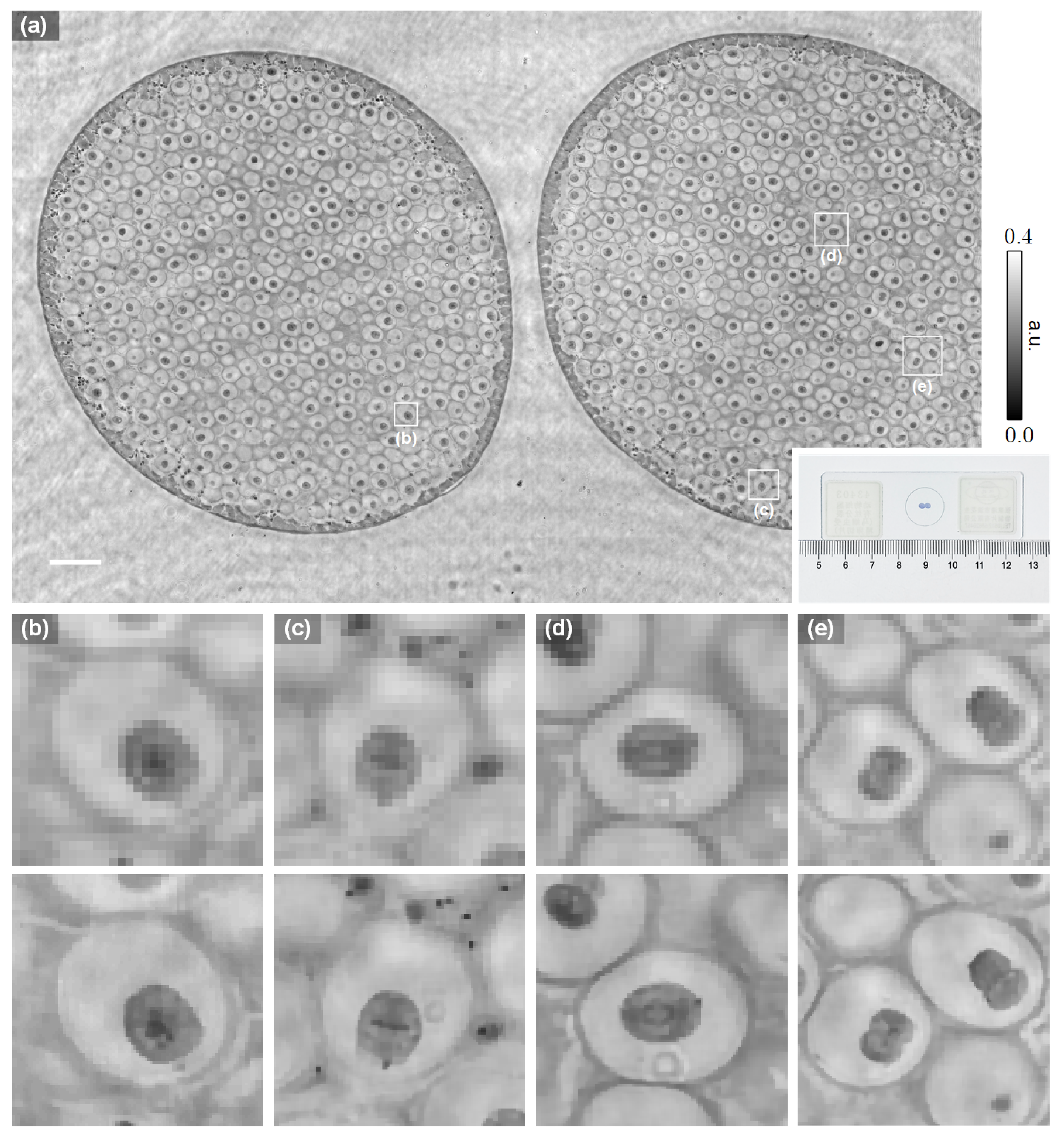 Cells 11 01999 g006