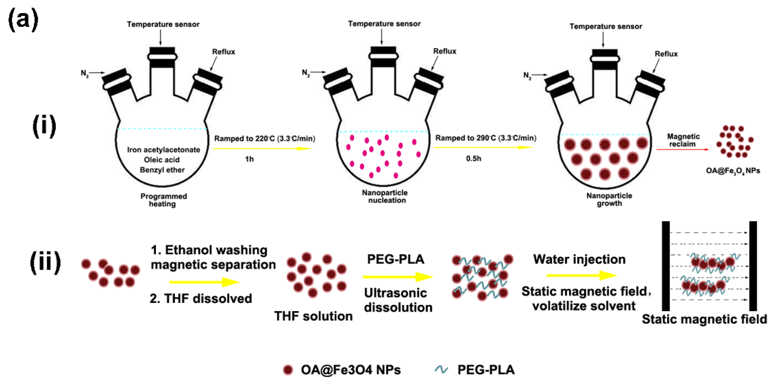 Cells 11 02007 g002a