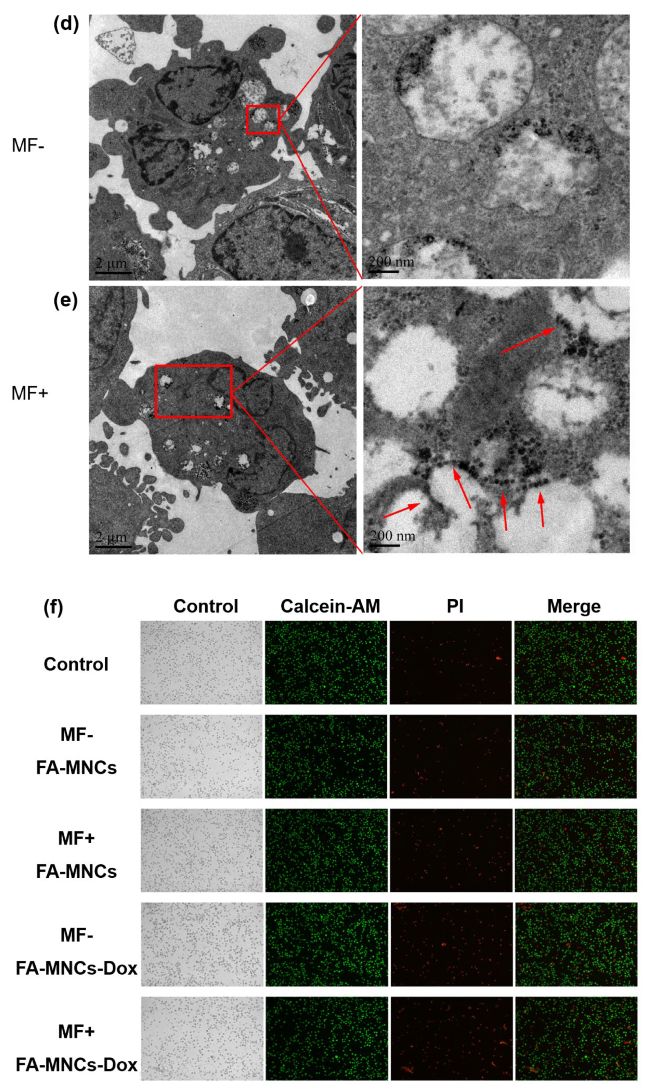 Cells 11 02007 g004b