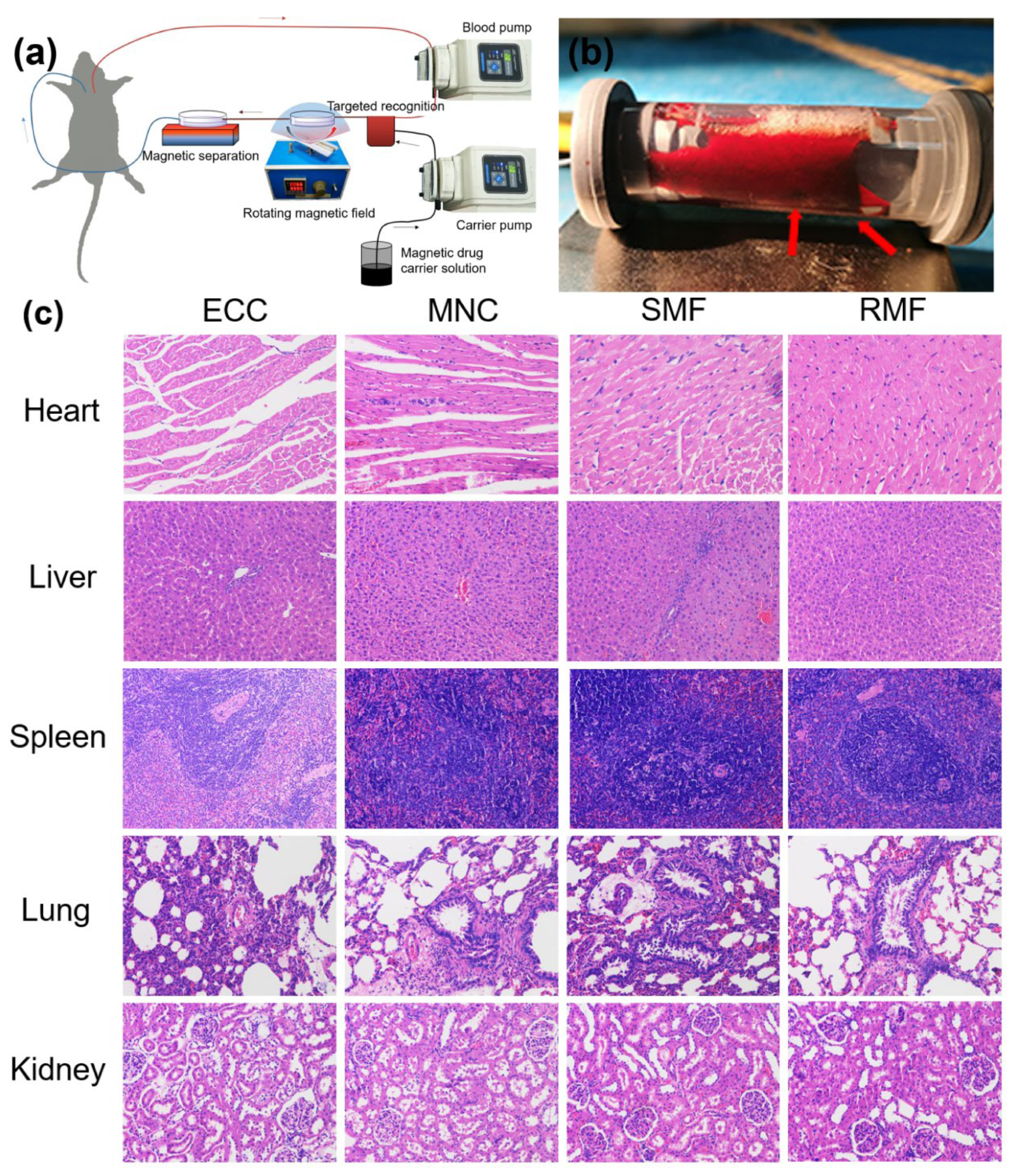 Cells 11 02007 g005a
