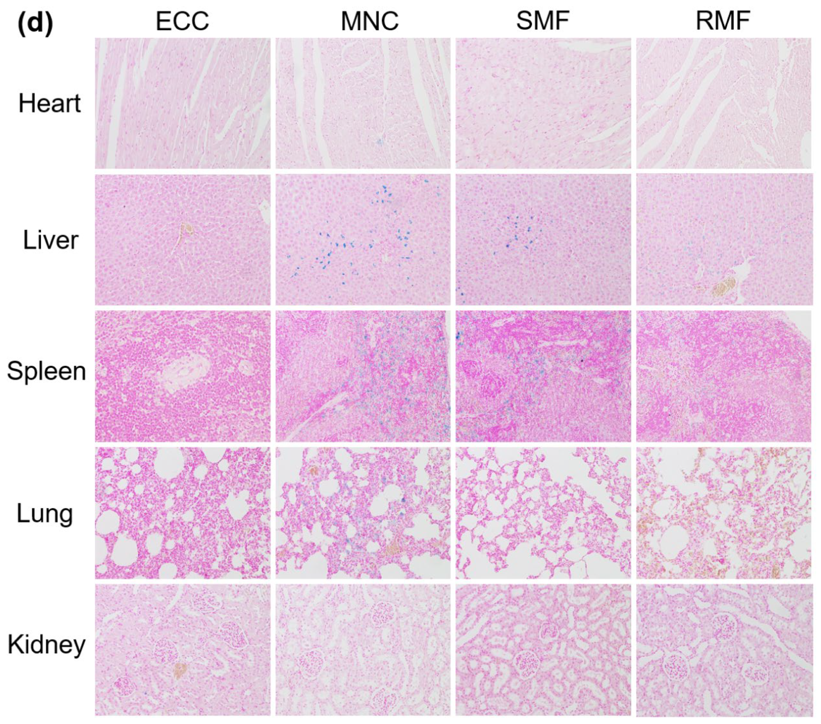 Cells 11 02007 g005b