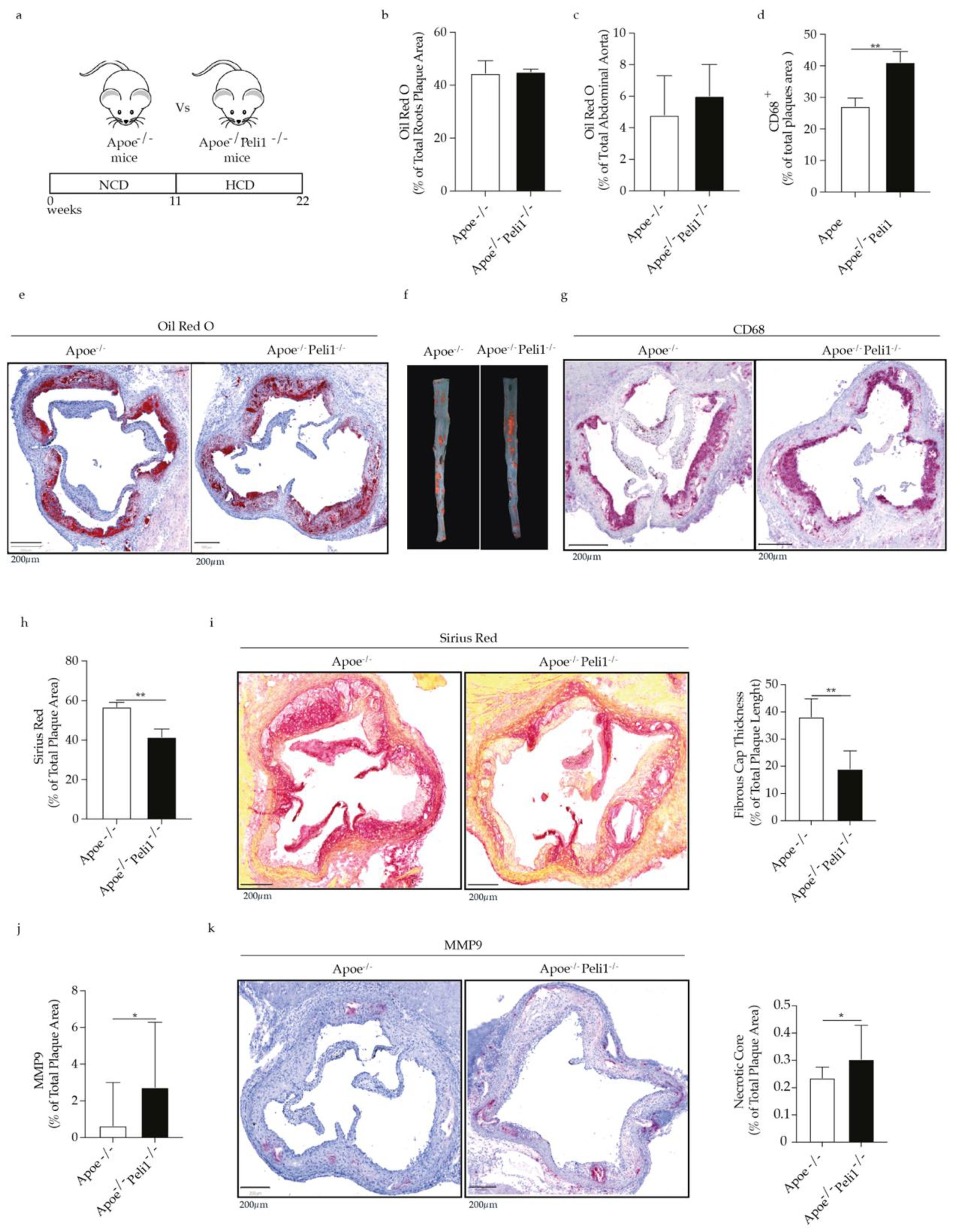 Cells 11 02014 g001 Cells 11 02014 g001