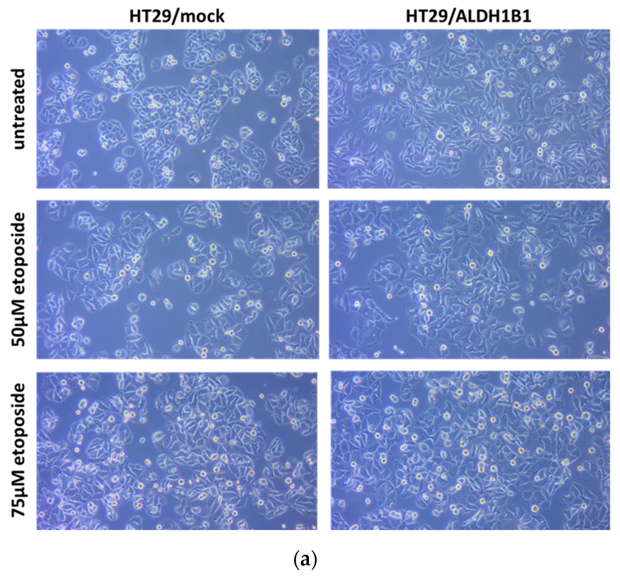 Cells 11 02017 g003a