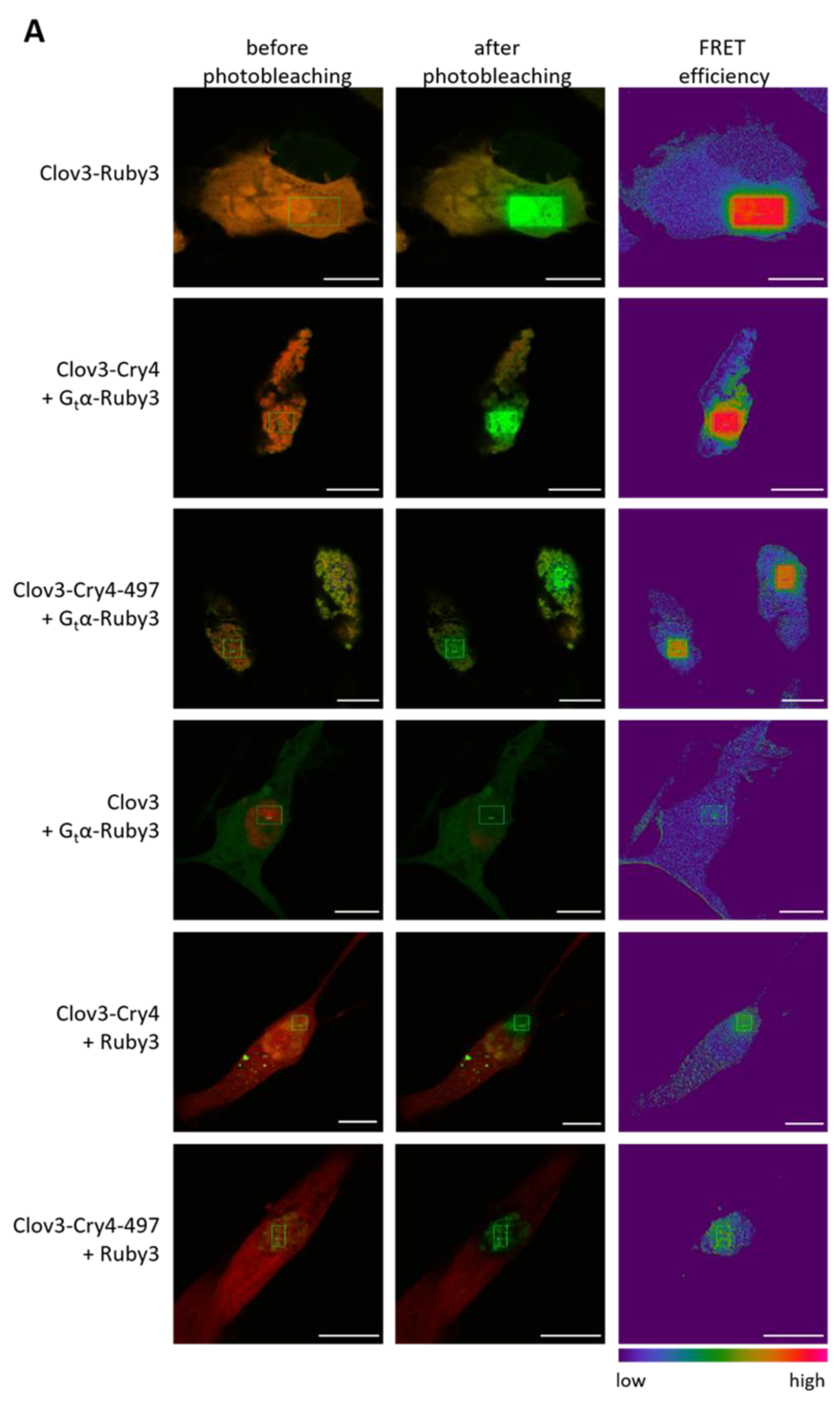 Cells 11 02043 g004a