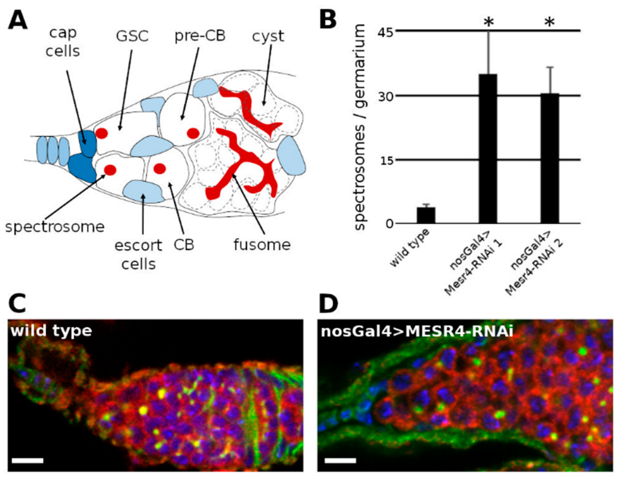 Cells 11 02056 g001 Cells 11 02056 g001