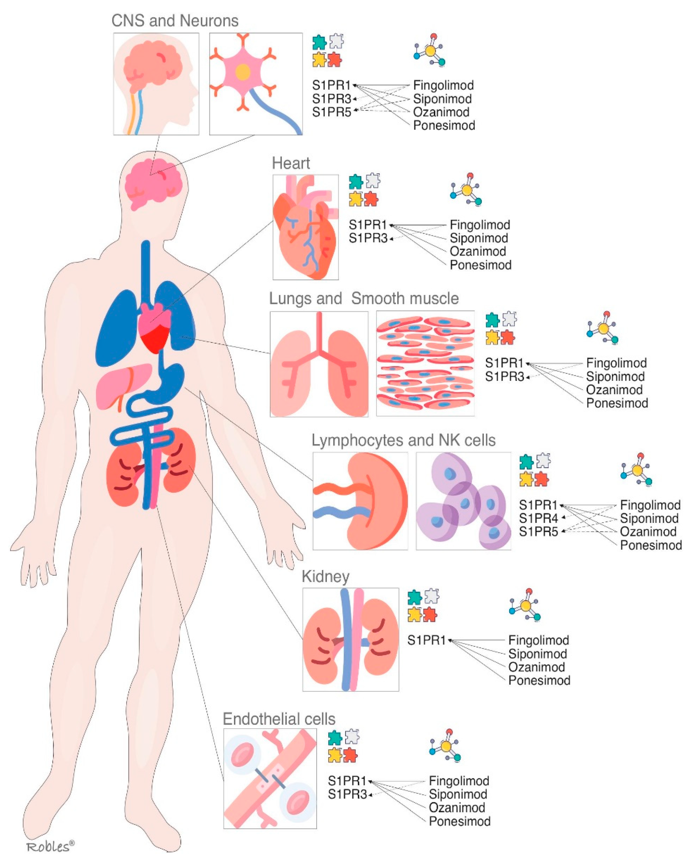 Cells 11 02058 g002 Cells 11 02058 g002