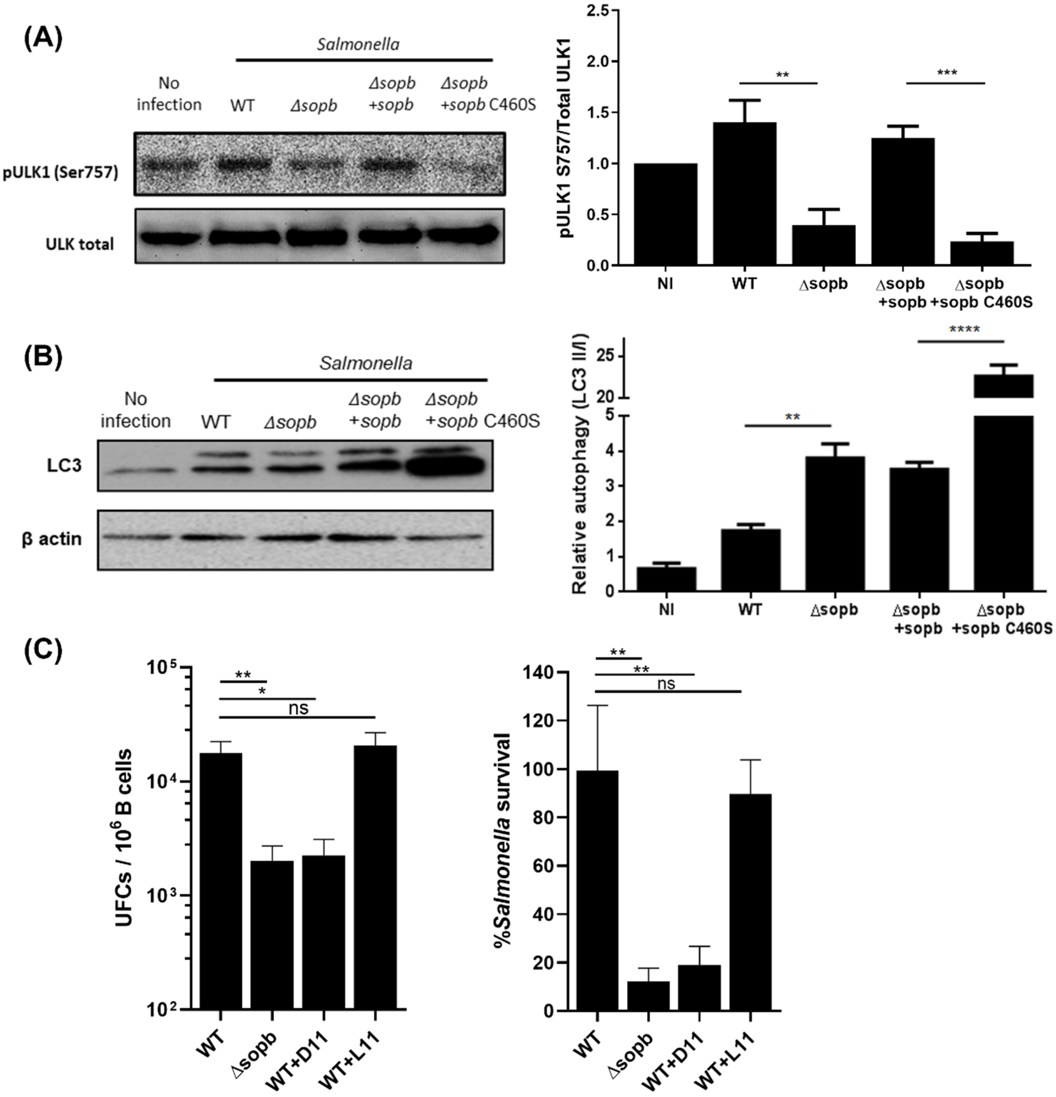 Cells 11 02061 g003 Cells 11 02061 g003