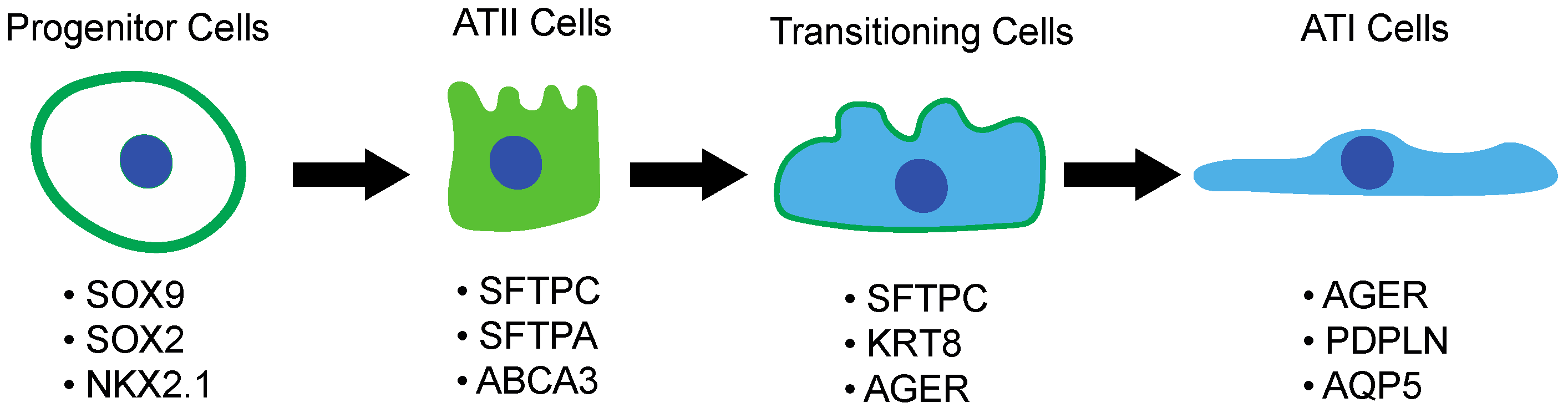Cells 11 02095 g003