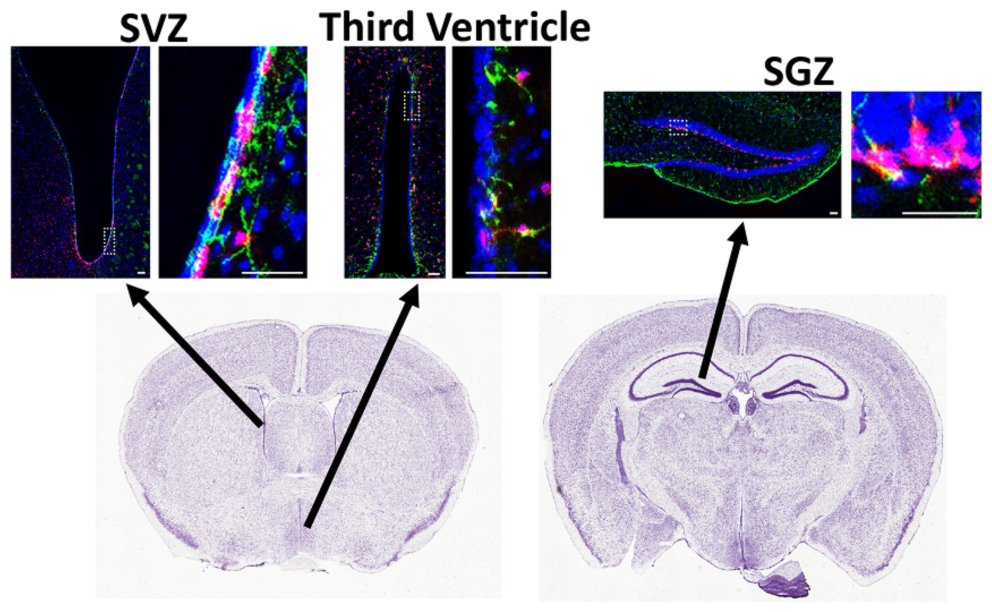 Cells 11 02101 g002 Cells 11 02101 g002