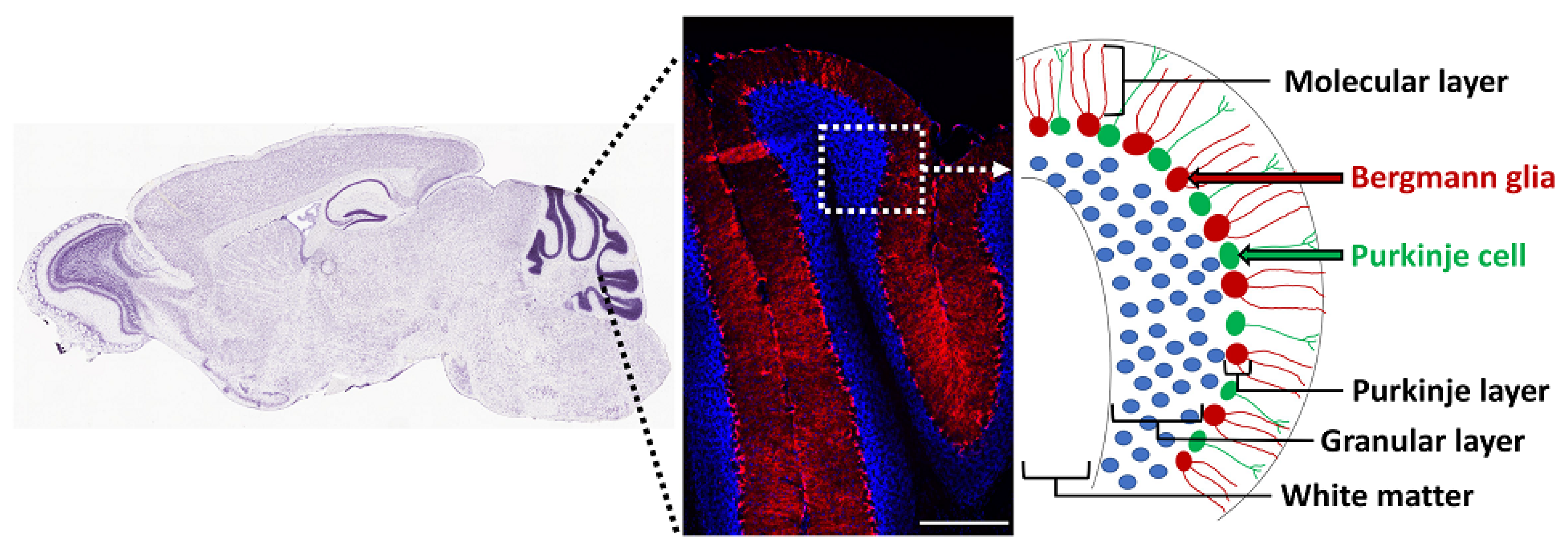 Cells 11 02101 g003 Cells 11 02101 g003
