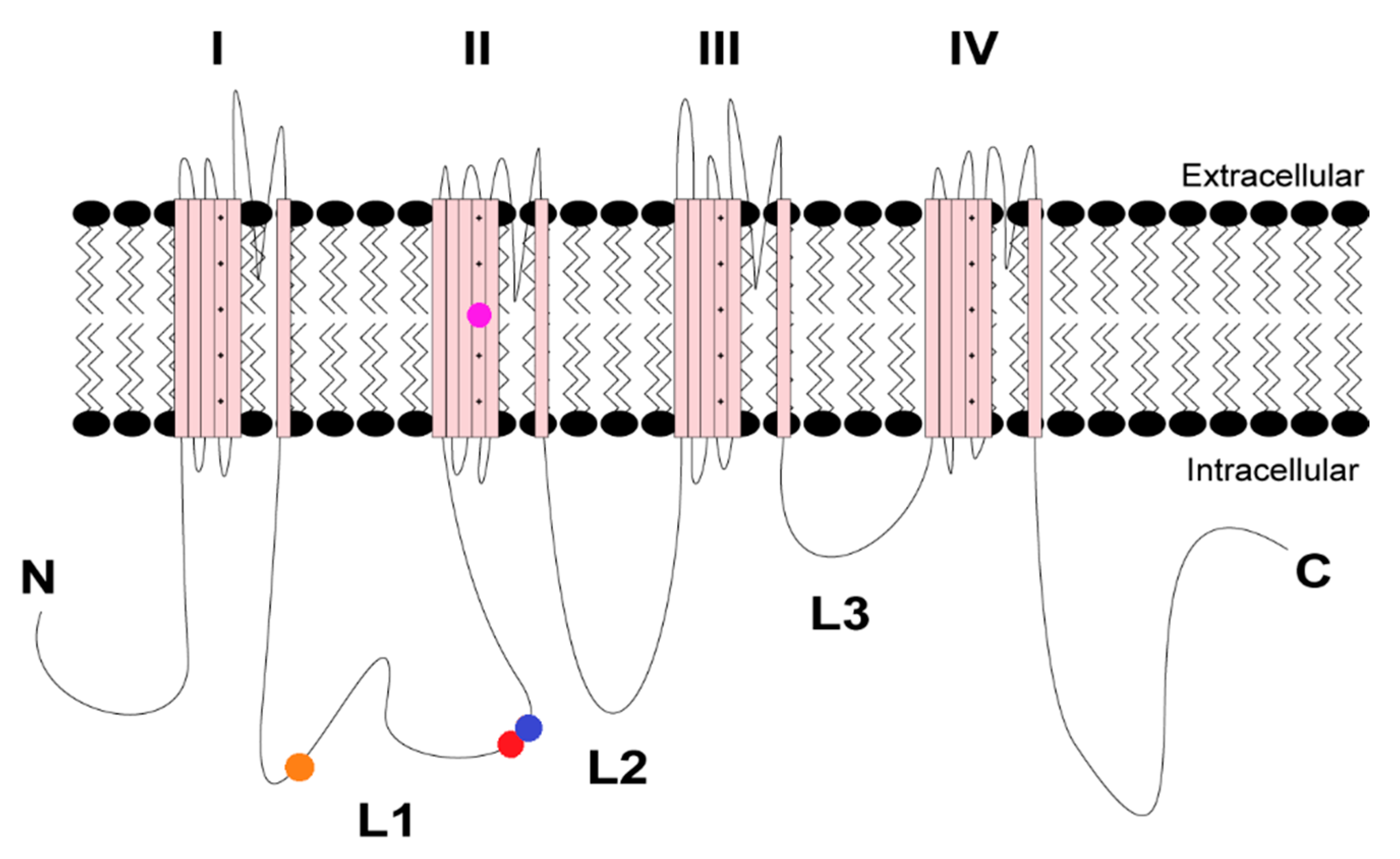 Cells 11 02108 g001 Cells 11 02108 g001