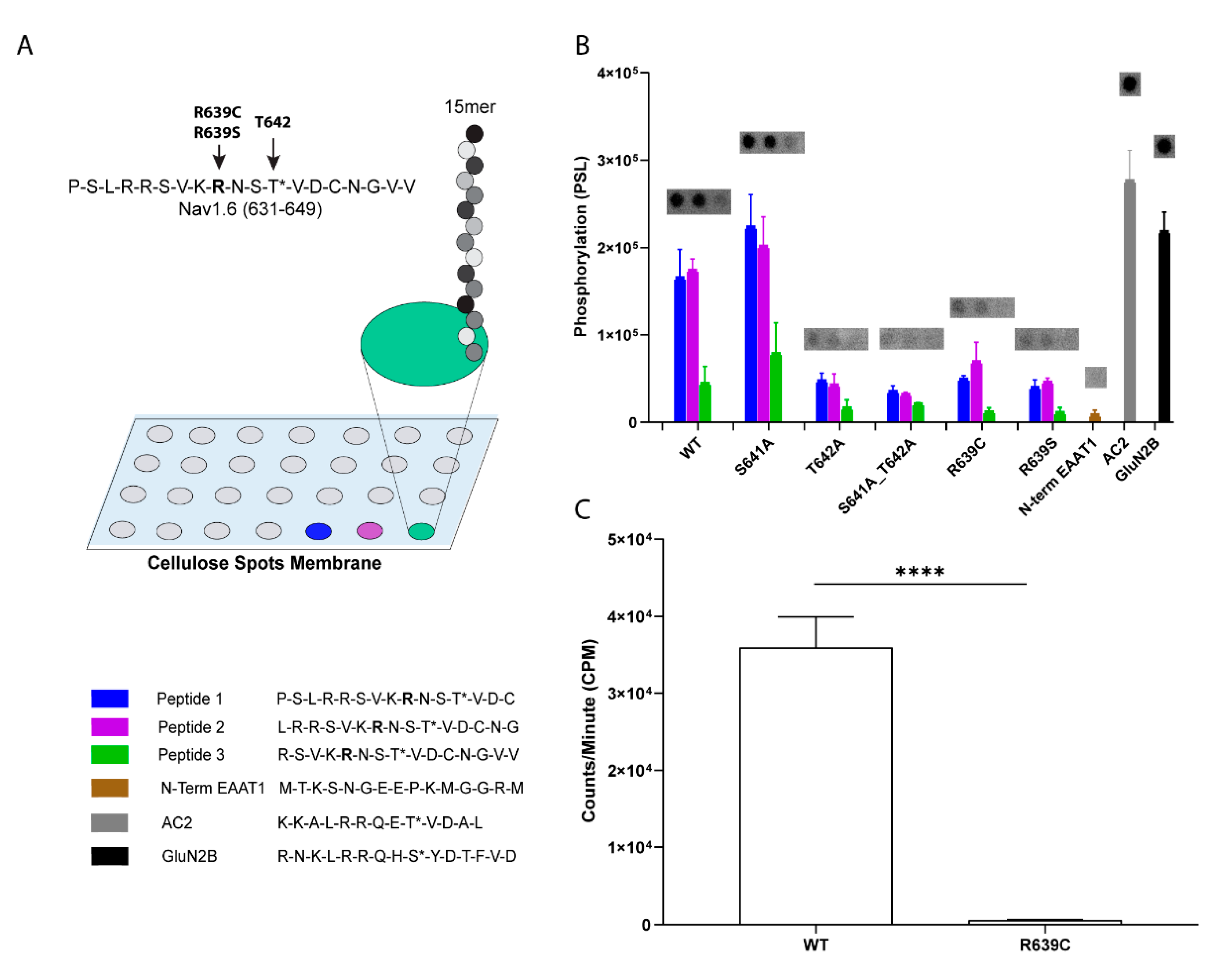 Cells 11 02108 g005 Cells 11 02108 g005