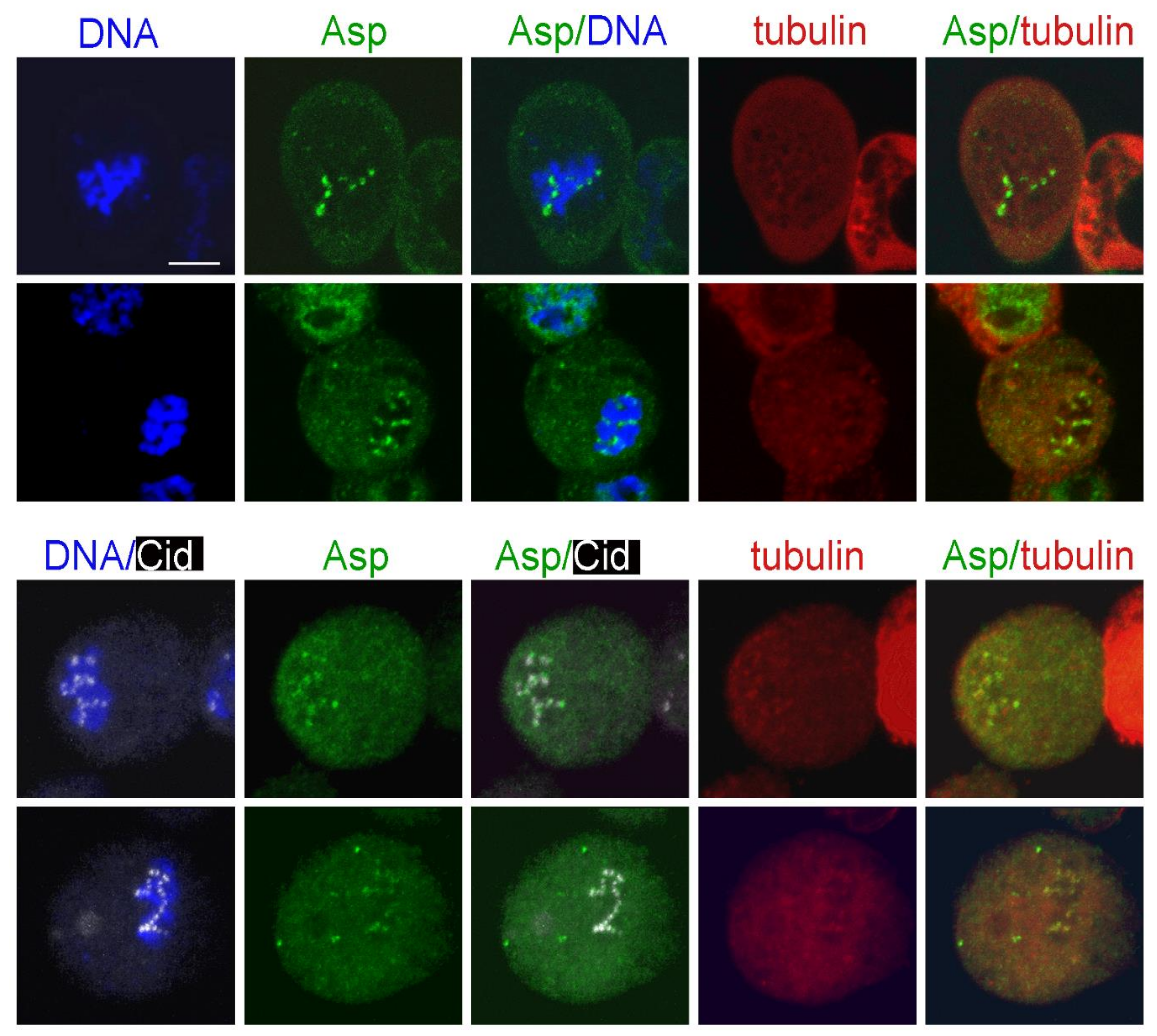 Cells 11 02127 g008 Cells 11 02127 g008