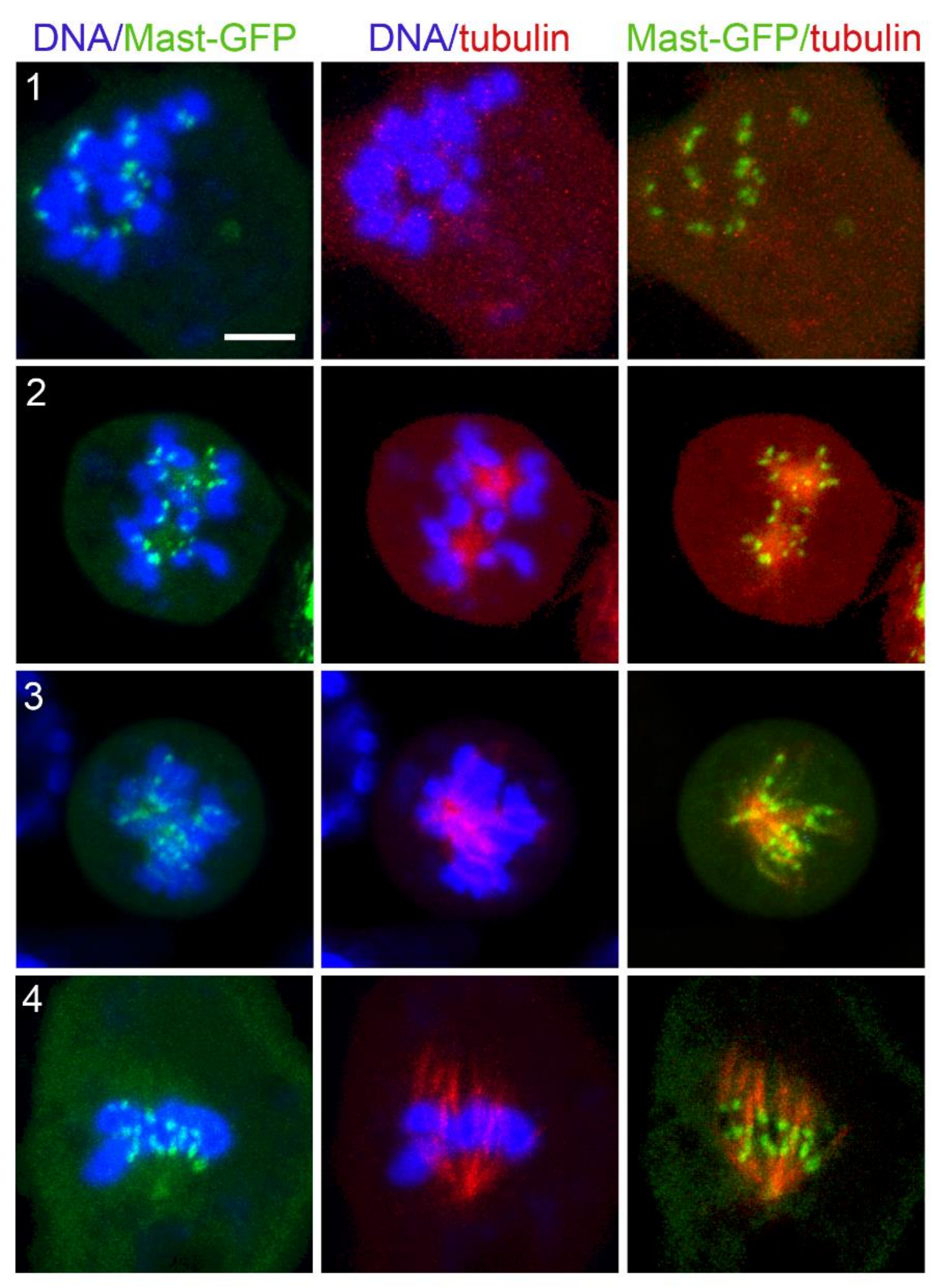 Cells 11 02127 g010 Cells 11 02127 g010