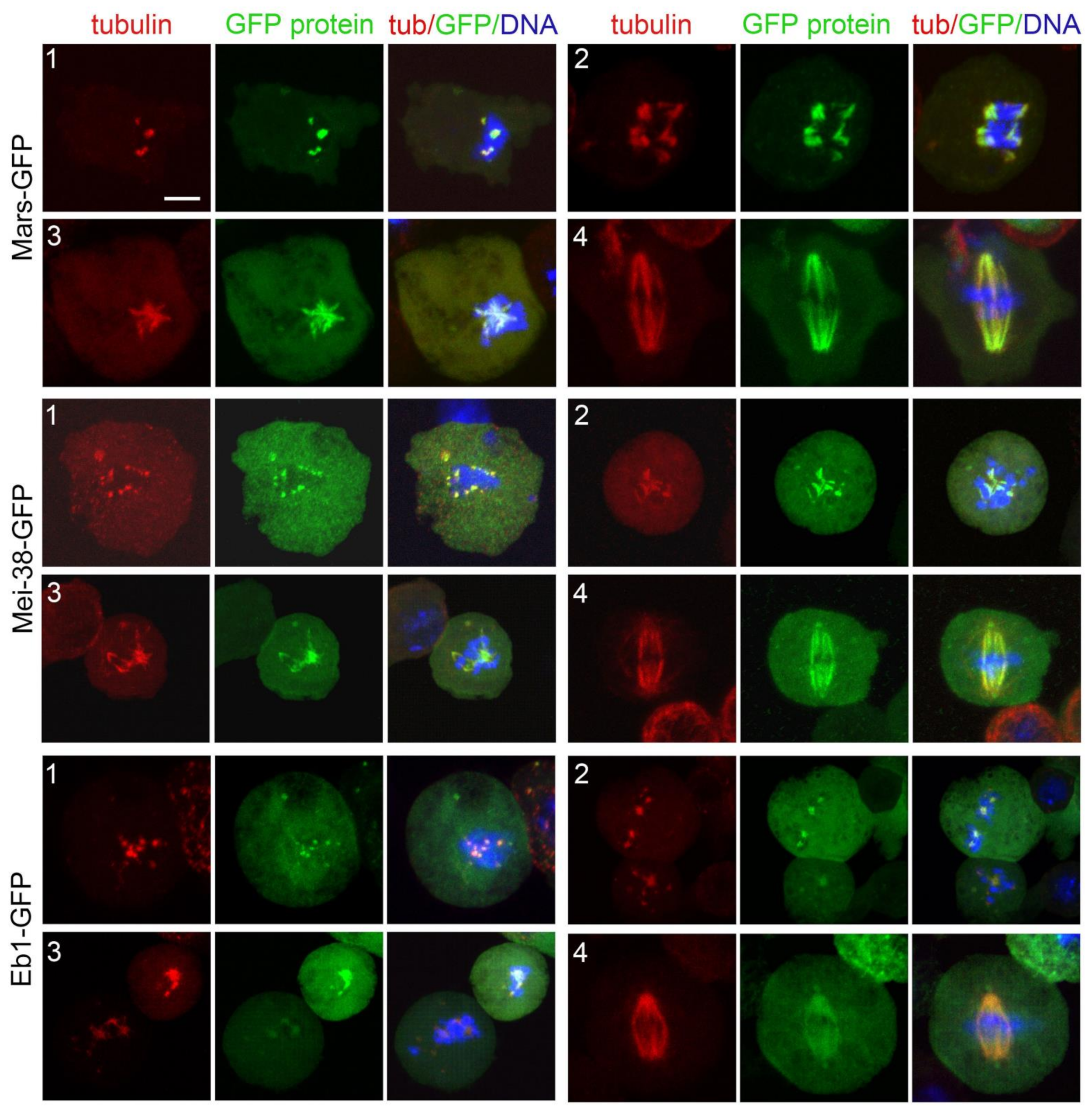 Cells 11 02127 g011 Cells 11 02127 g011